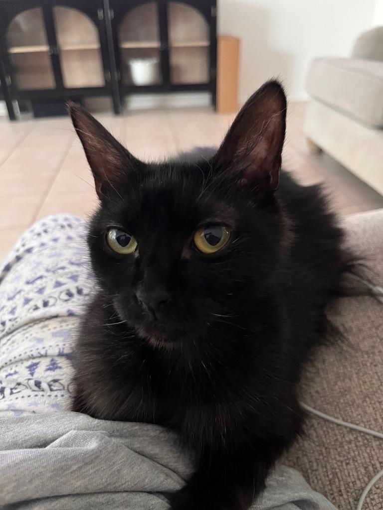 Penny, Adoptable, Young Female Domestic Medium Hair.
