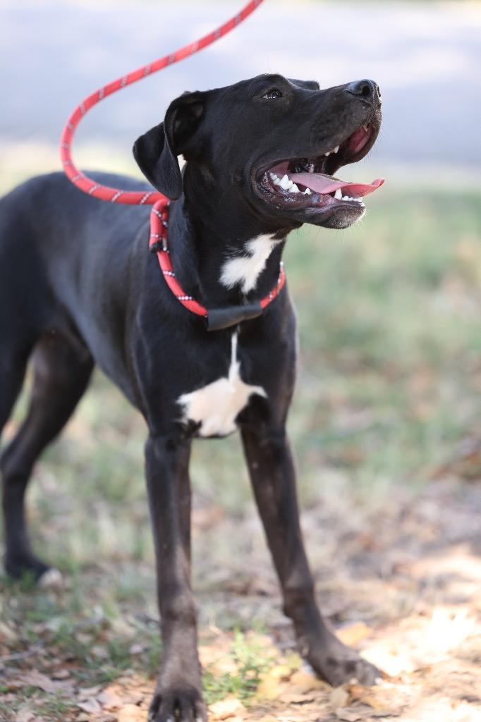 Harvey, Adoptable, Puppy Male Mixed Breed.