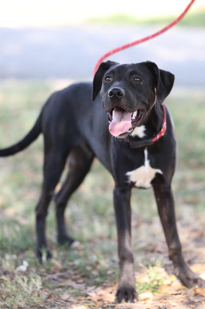 Enlarge Harvey, a Adoptable mixed breed in Dyersburg, TN image 2/4