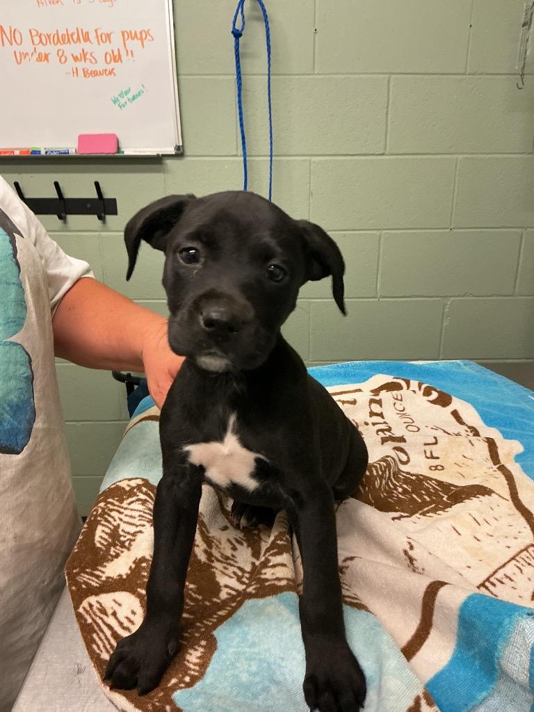 Harvey, Adoptable, Puppy Male Mixed Breed.