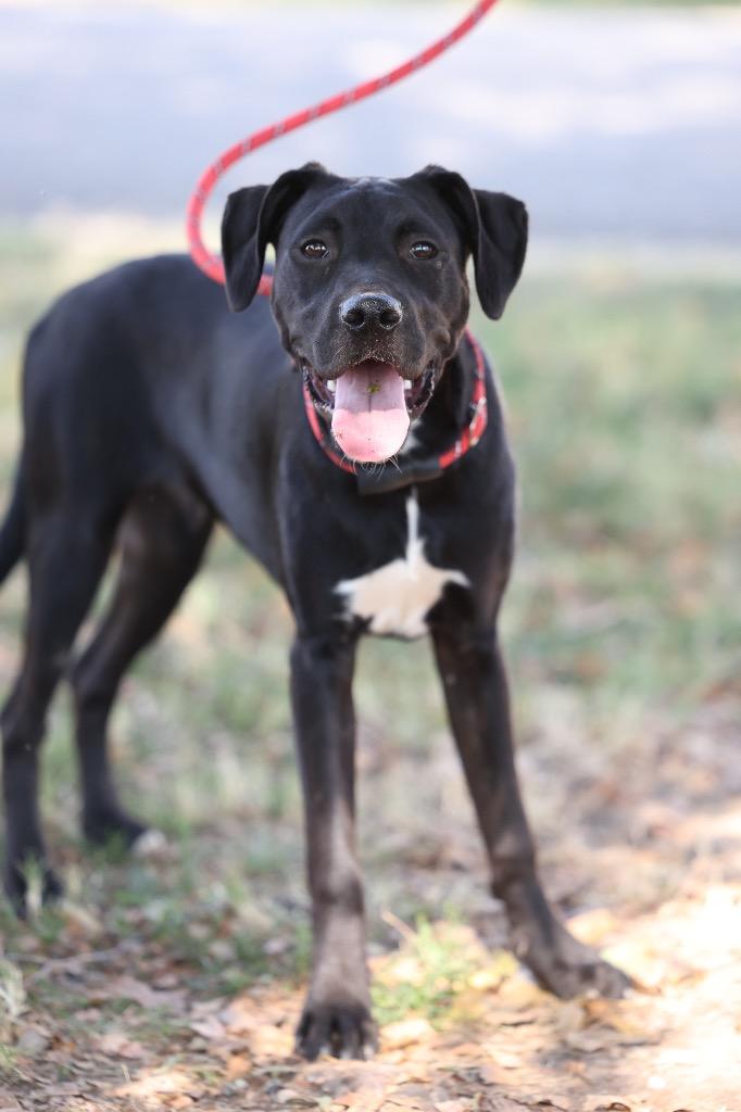 Enlarge Harvey, a Adoptable mixed breed in Dyersburg, TN image 4/4