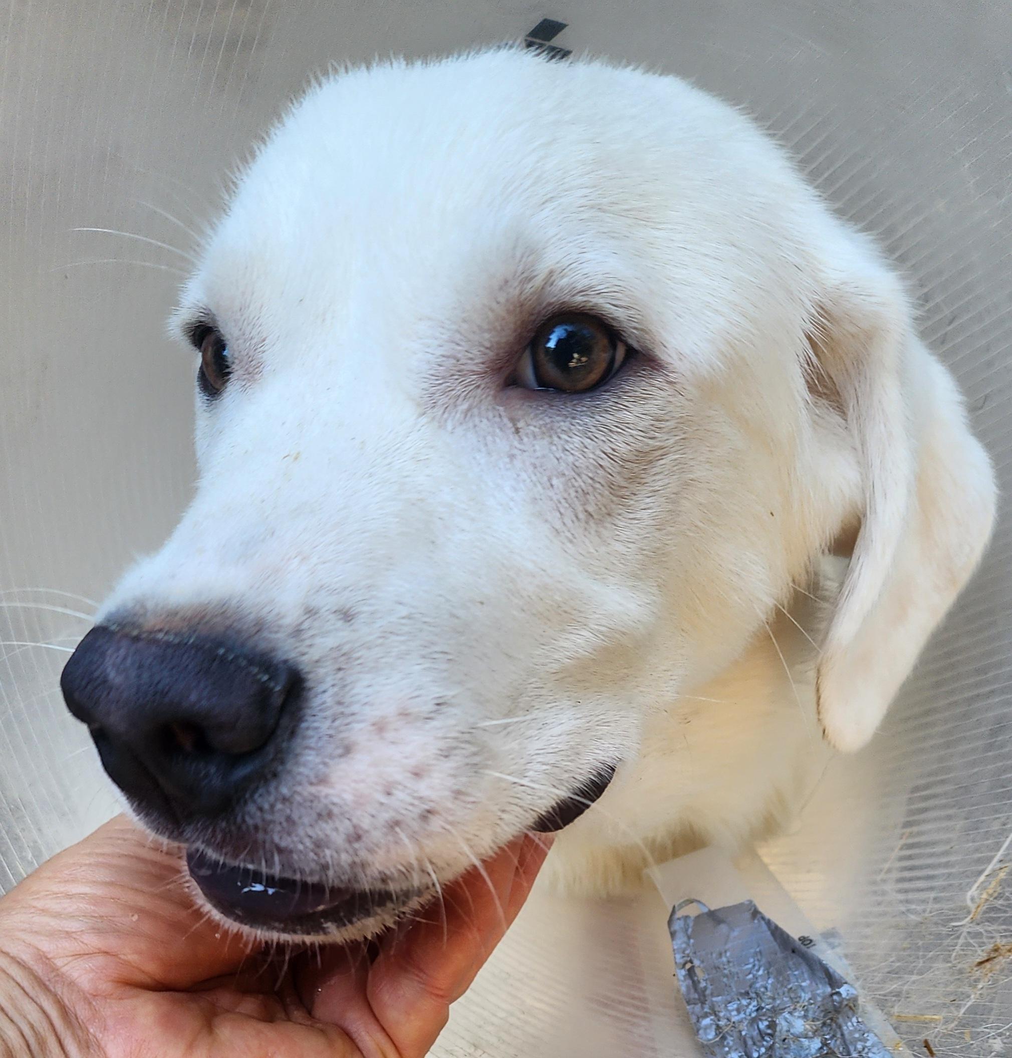 Enlarge Arnold, a Adopted mixed breed in Lafayette, CA image 2/4