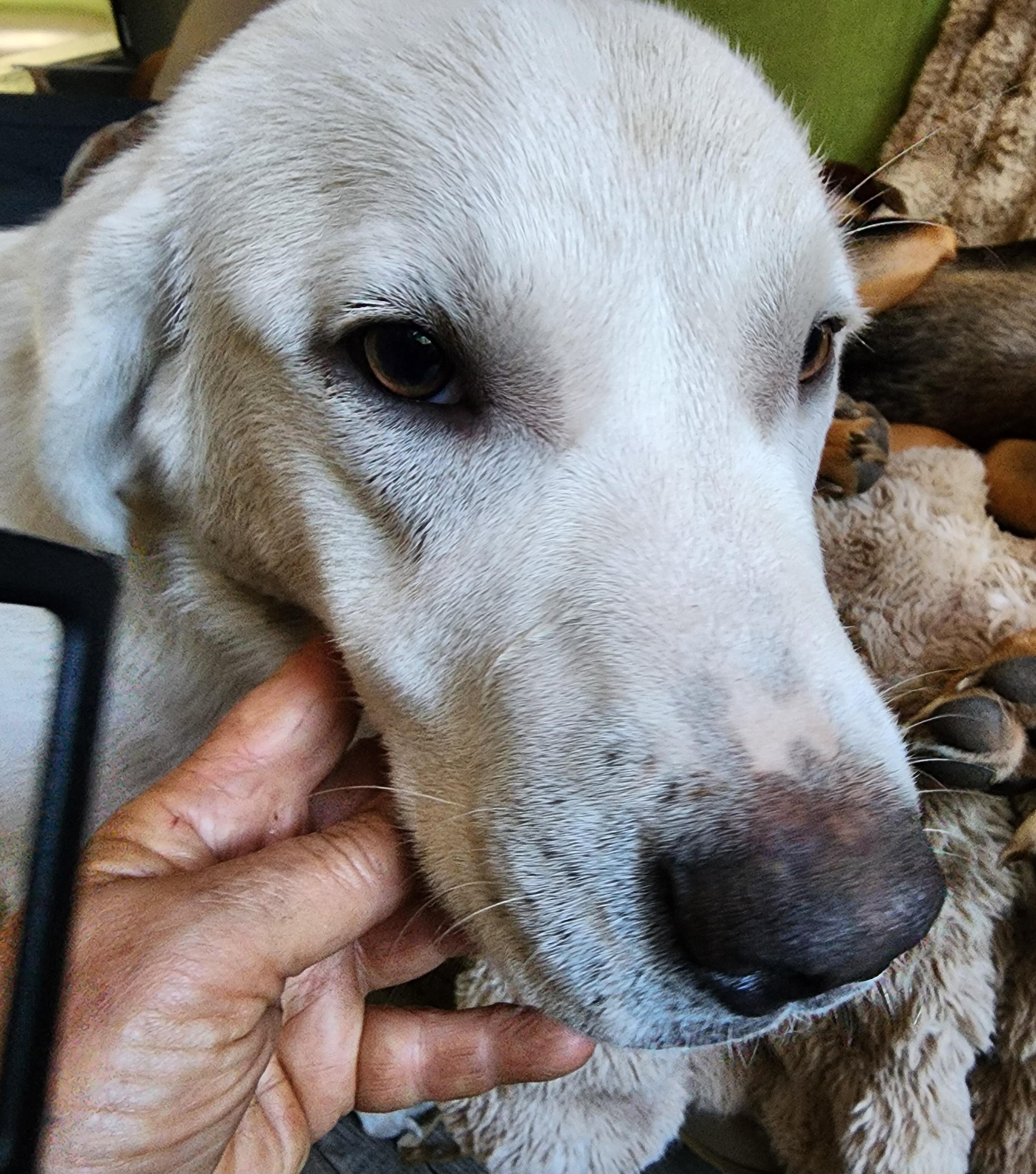 Enlarge Arnold, a Adopted mixed breed in Lafayette, CA image 3/4
