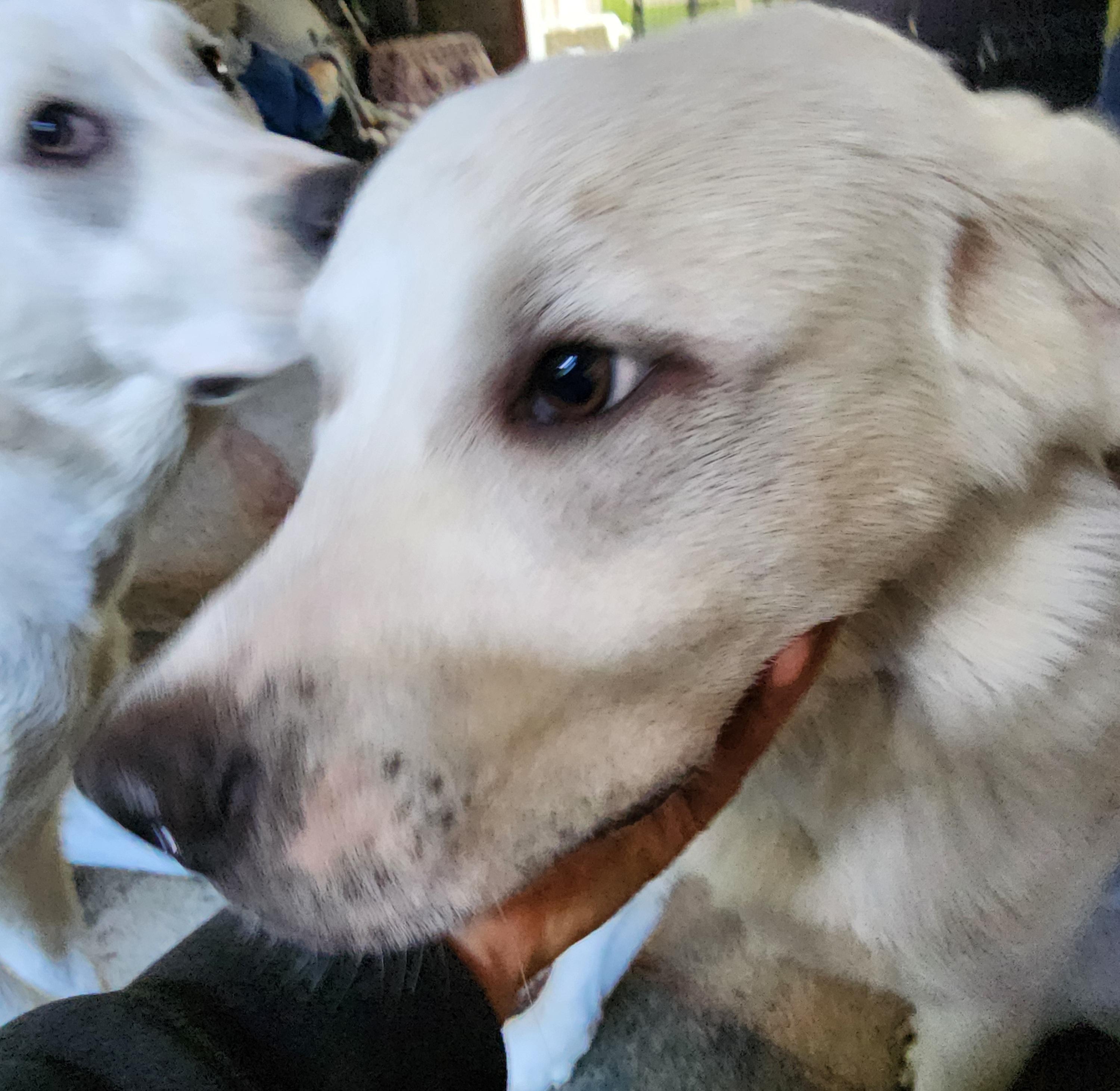 Enlarge Arnold, a Adopted mixed breed in Lafayette, CA image 4/4