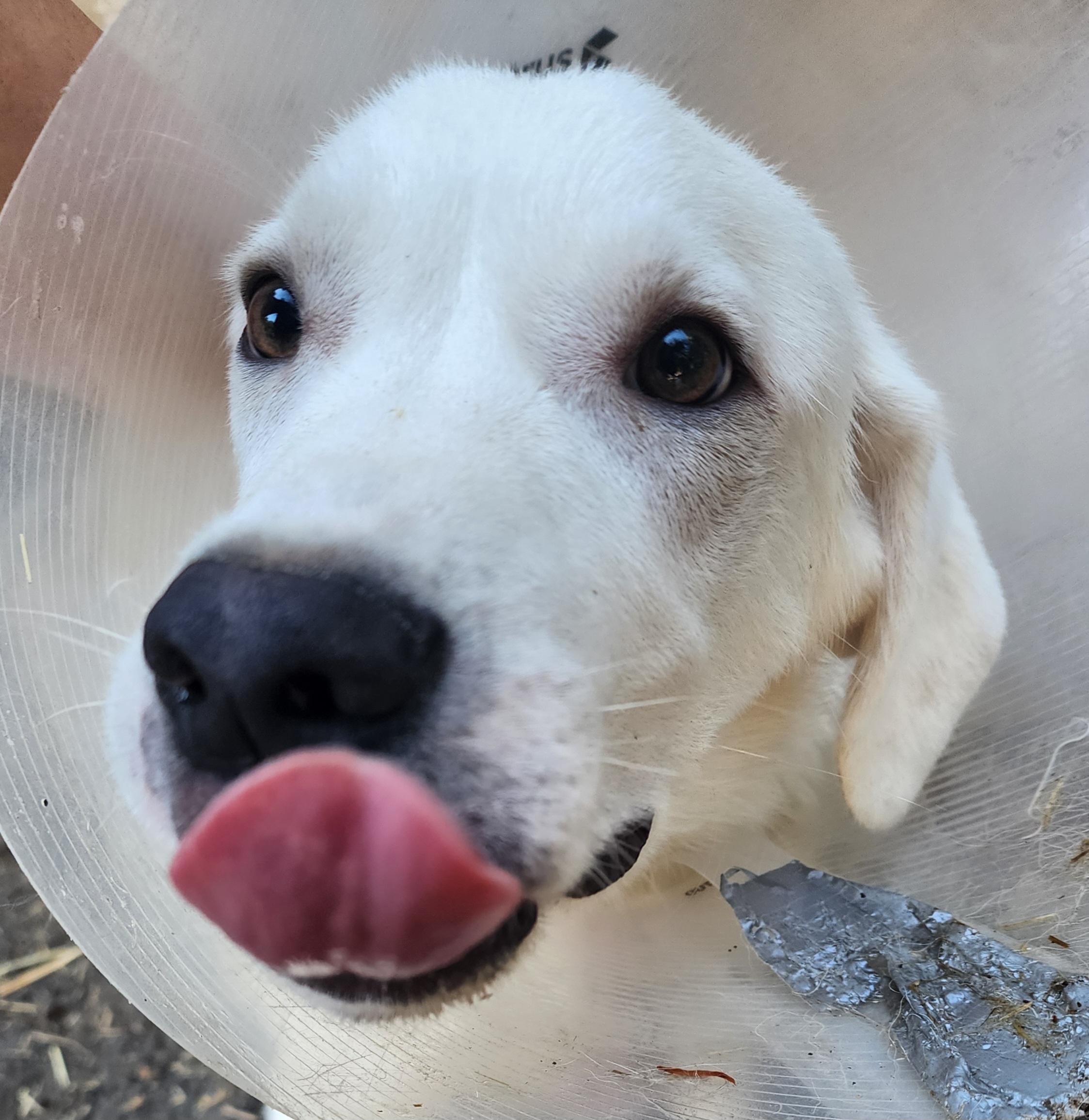 Enlarge Arnold, a Adopted mixed breed in Lafayette, CA image 1/4