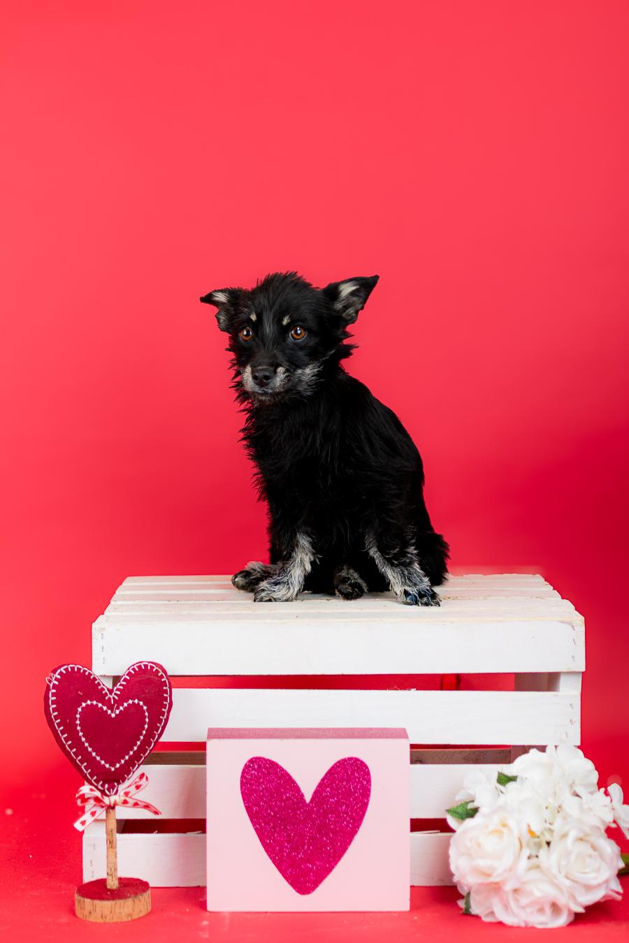 Enlarge #83-26, a Adoptable mixed breed in Brighton, CO image 1/1