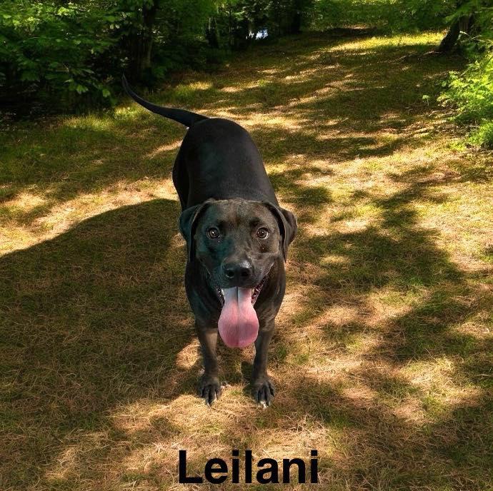 Leilani, Adoptable, Puppy Female Black Labrador Retriever.