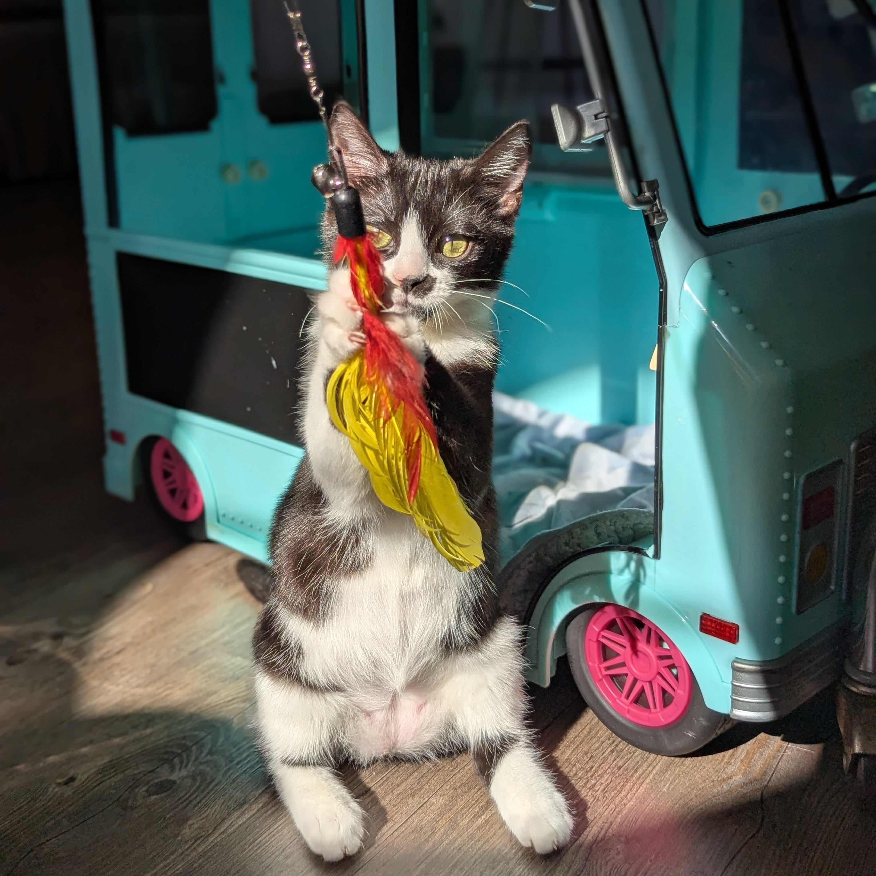 Enlarge Leah (bonded with Luke), a Adoptable Domestic Short Hair in Atlanta, GA image 6/6