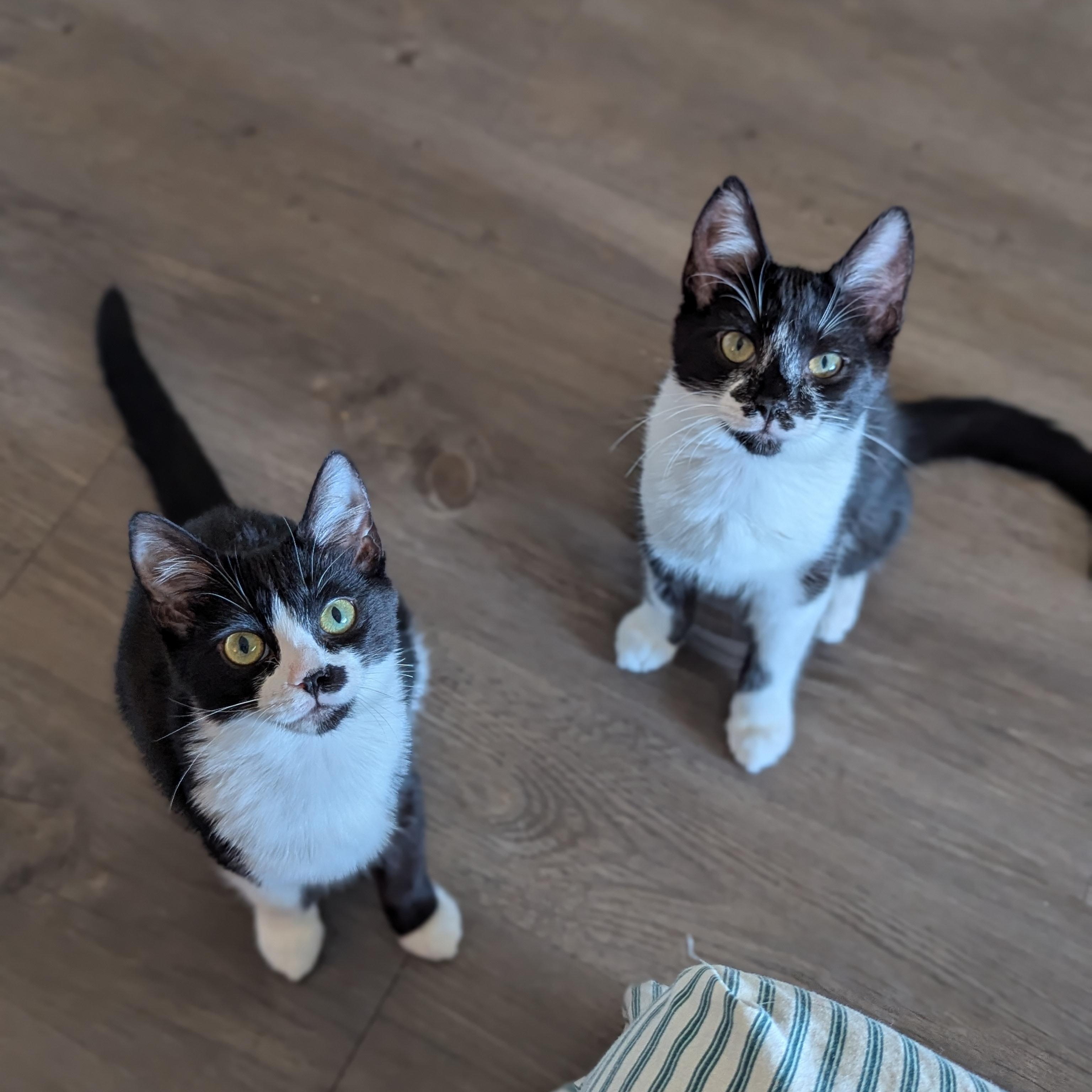 Enlarge Leah (bonded with Luke), a Adoptable Domestic Short Hair in Atlanta, GA image 3/6