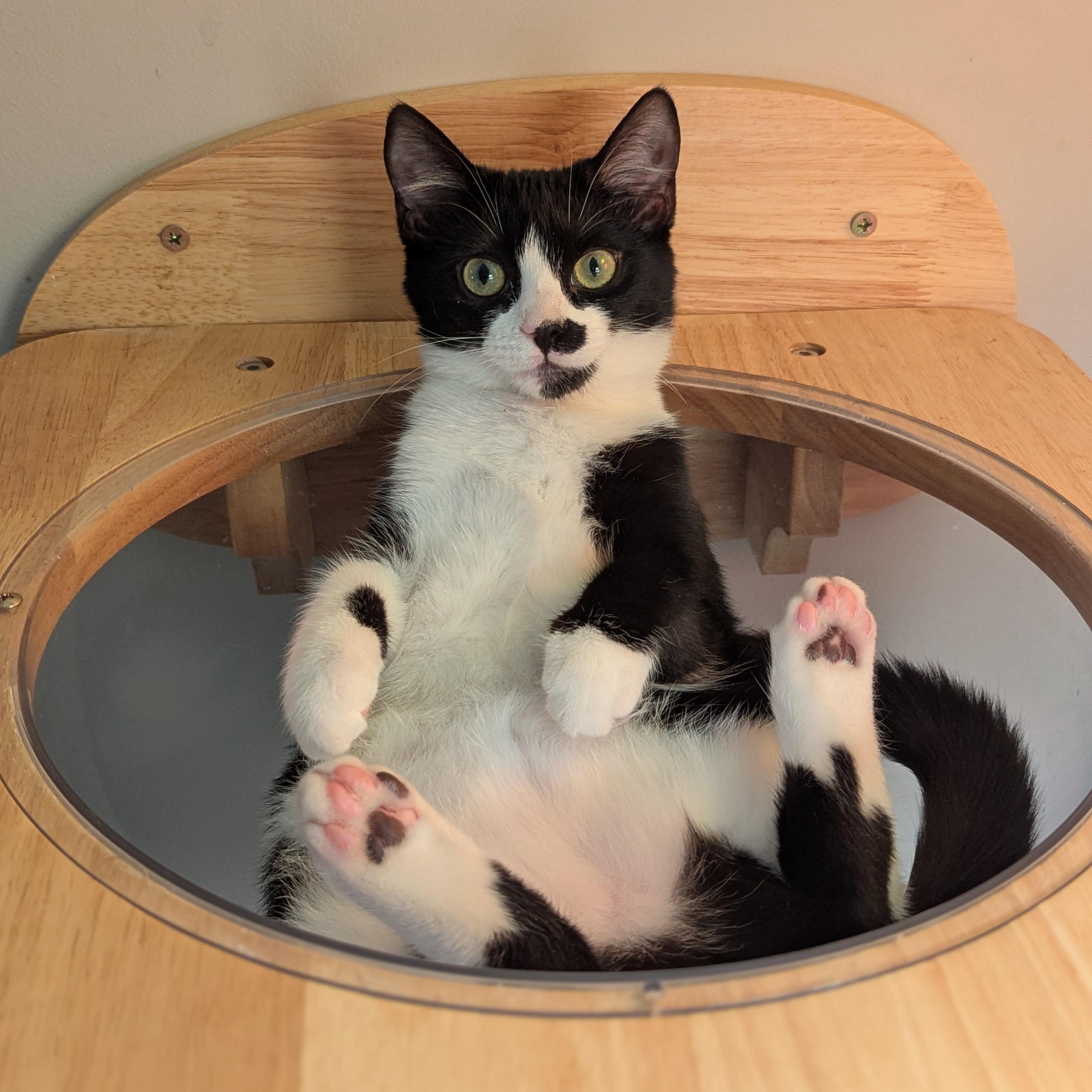 Enlarge Leah (bonded with Luke), a Adoptable Domestic Short Hair in Atlanta, GA image 2/6