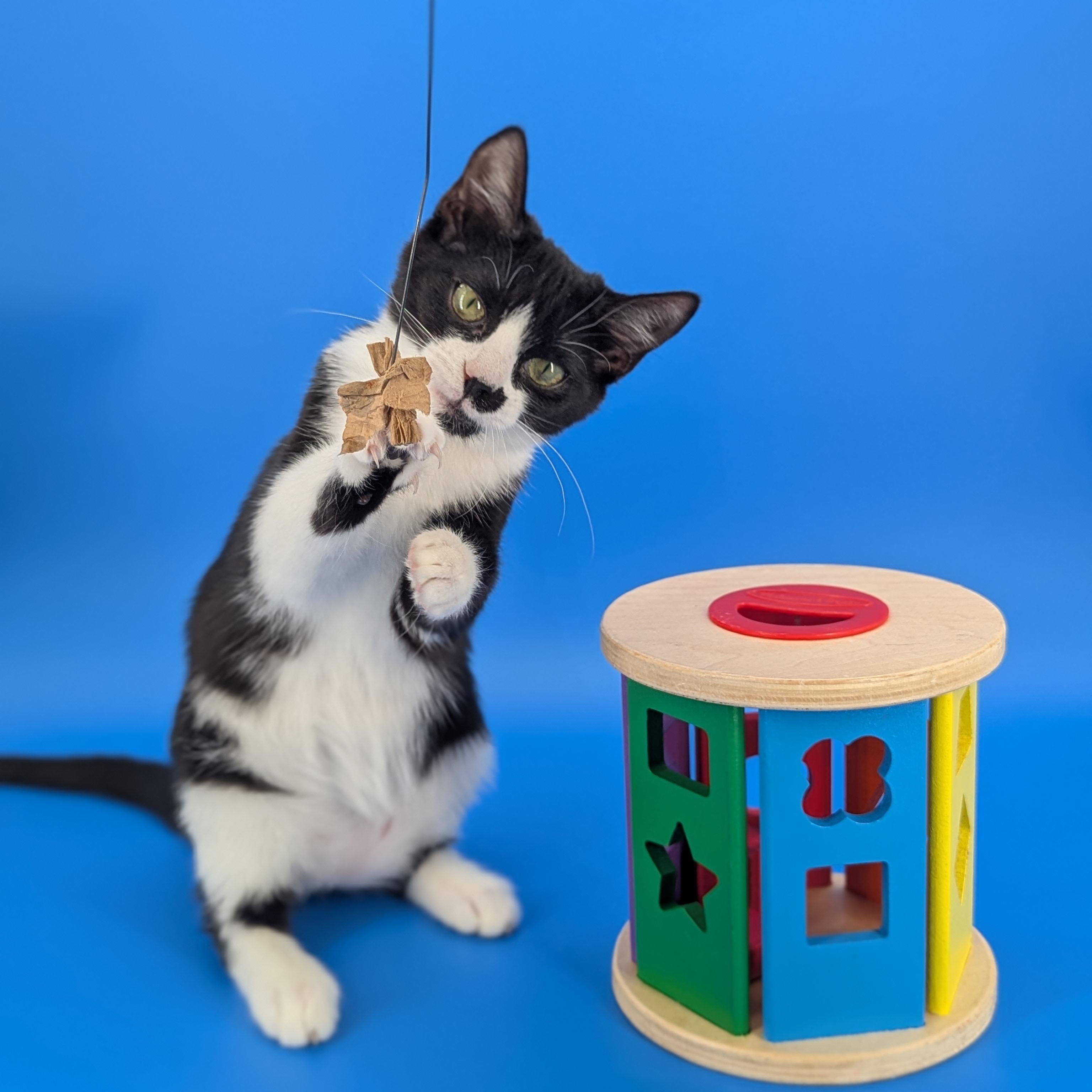 Enlarge Leah (bonded with Luke), a Adoptable Domestic Short Hair in Atlanta, GA image 1/6