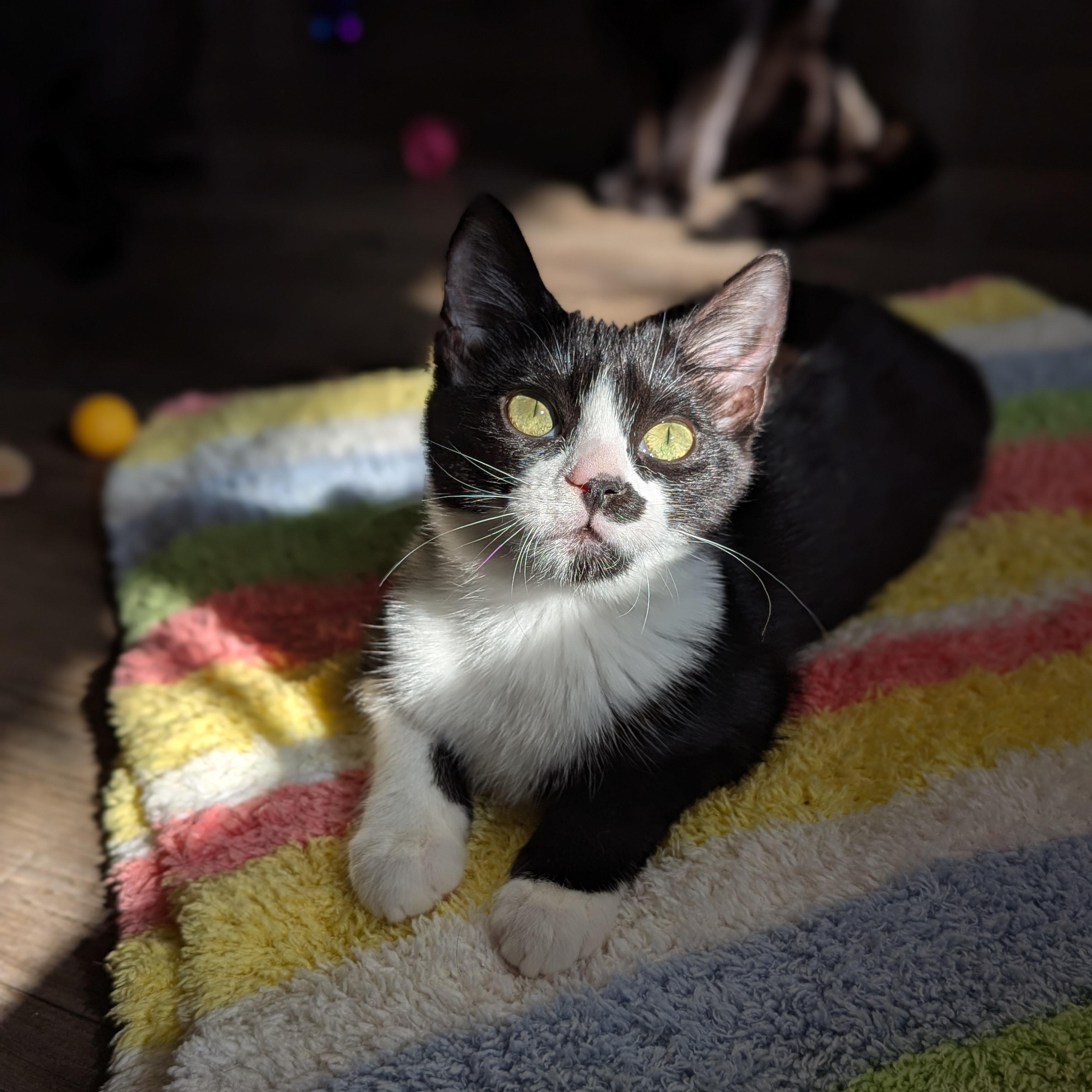 Enlarge Leah (bonded with Luke), a Adoptable Domestic Short Hair in Atlanta, GA image 5/6