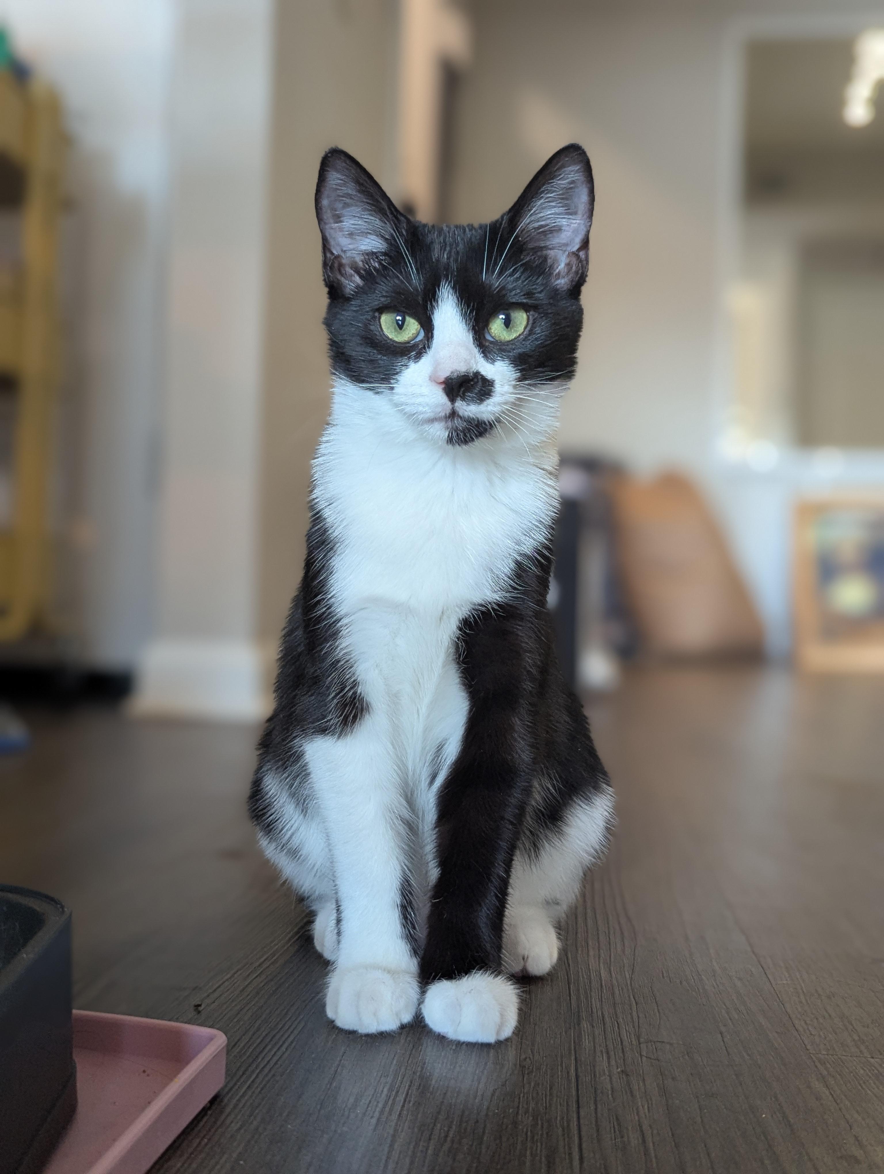 Enlarge Leah (tiny queen energy), a Adoptable Domestic Short Hair in Atlanta, GA image 1/6