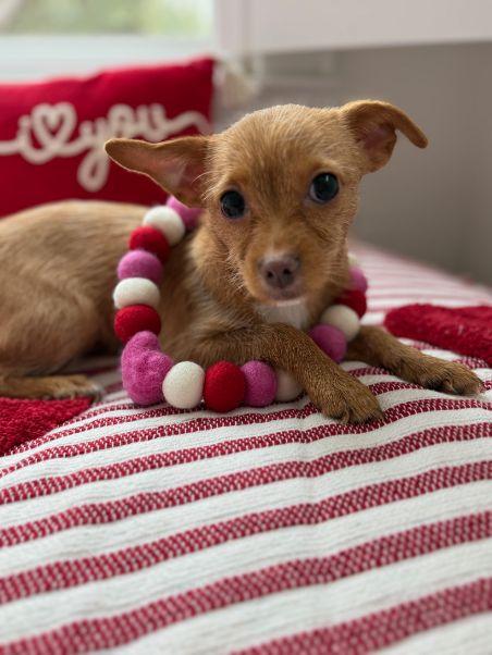 Luna, an adopted mixed breed in Carlisle, PA image 1/6