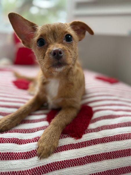 Luna, an adopted mixed breed in Carlisle, PA image 2/6