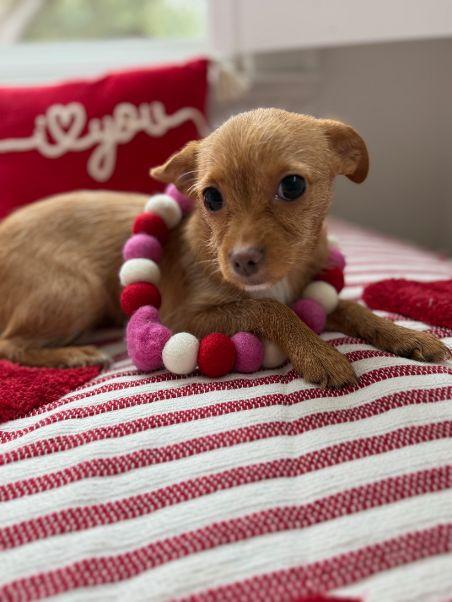 Luna, an adopted mixed breed in Carlisle, PA image 4/6