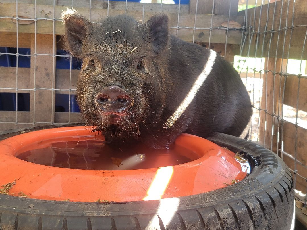 Enlarge ZACHARY, a Adoptable mixed breed in Jacksonville, FL image 1/1