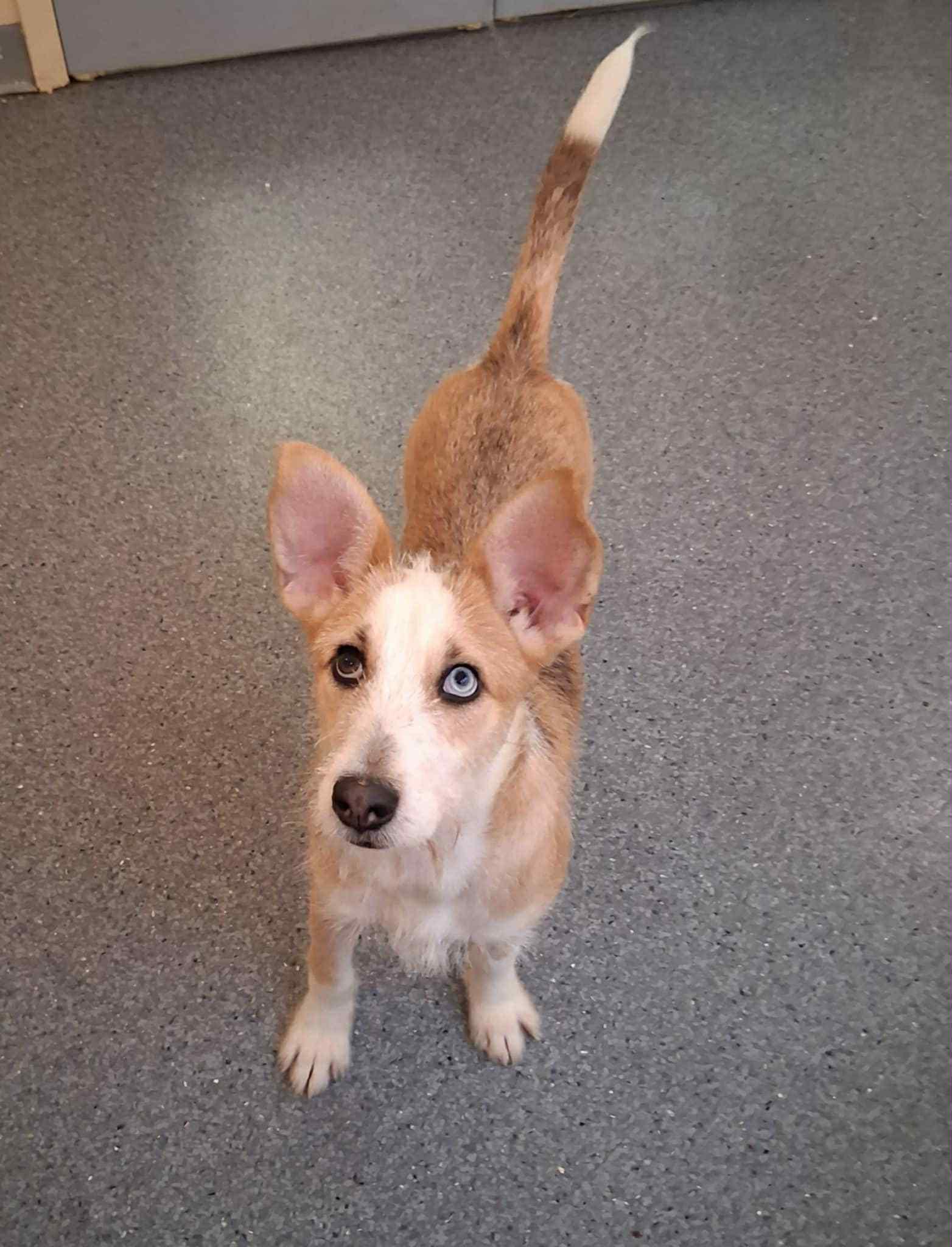 GINGER, Adoptable, Adult Female Wire Fox Terrier.