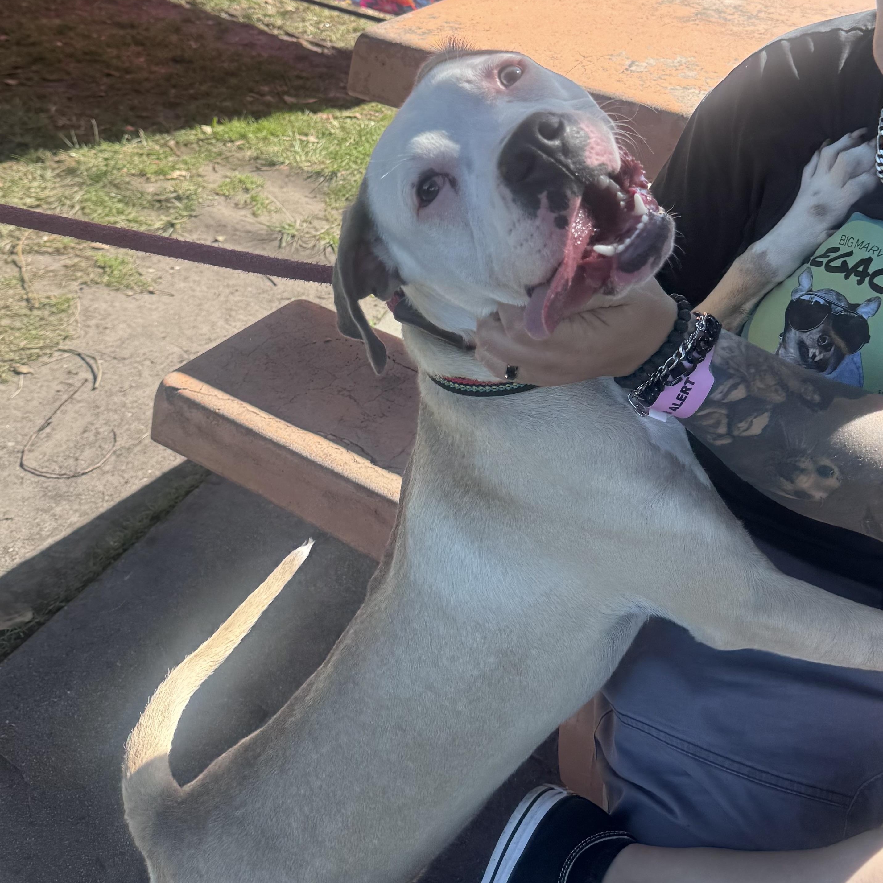 Enlarge Garth, a Adoptable mixed breed in Whittier, CA image 4/5