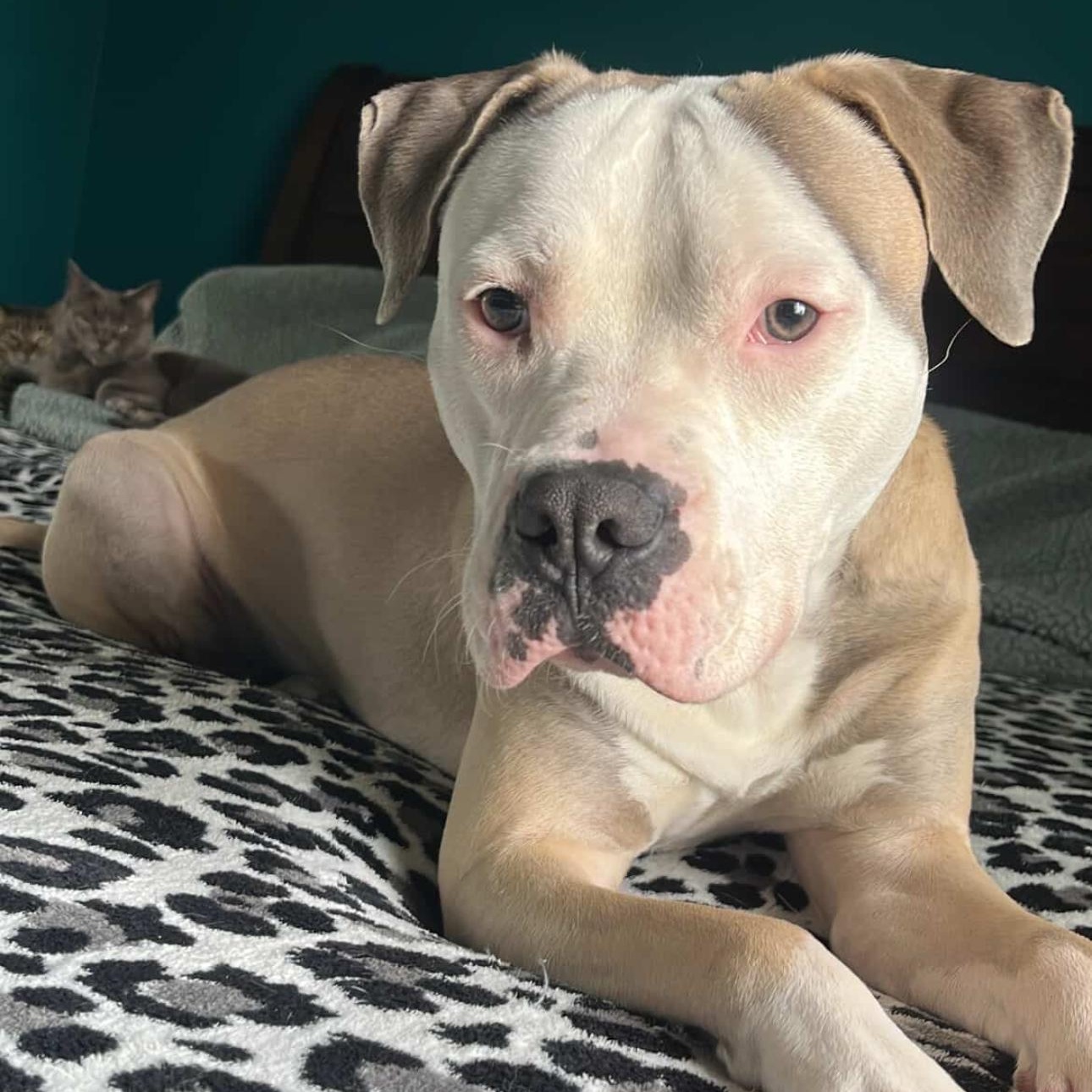 Enlarge Garth, a Adoptable mixed breed in Whittier, CA image 5/5