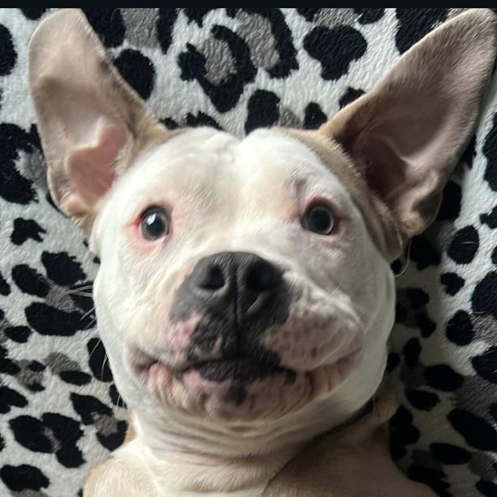 Garth, Adoptable, Young Male Pit Bull Terrier.