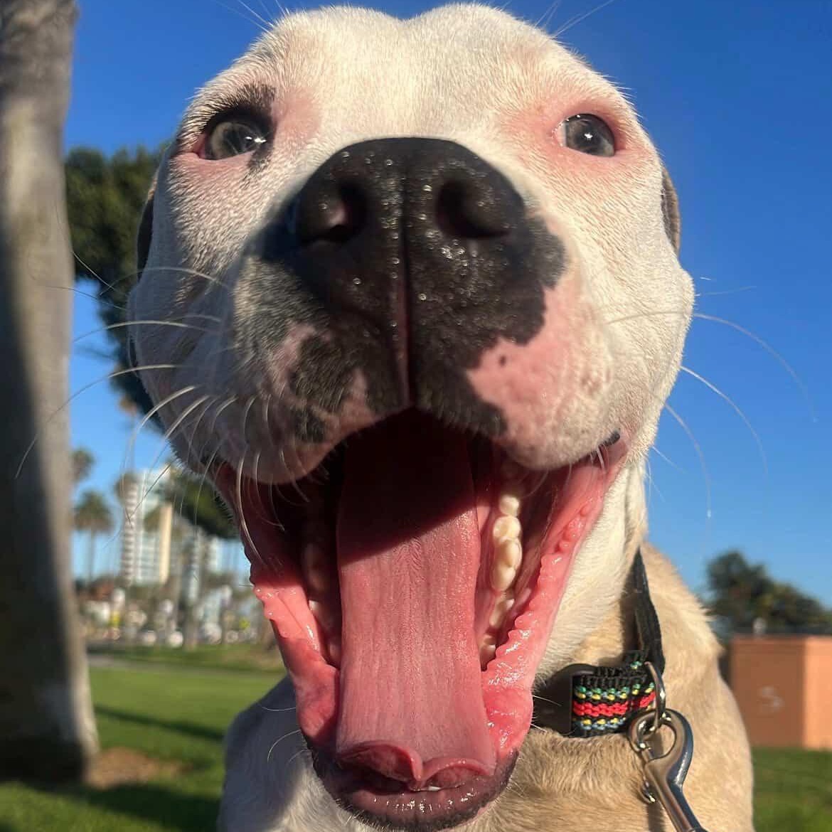 Enlarge Garth, a Adoptable mixed breed in Whittier, CA image 3/5