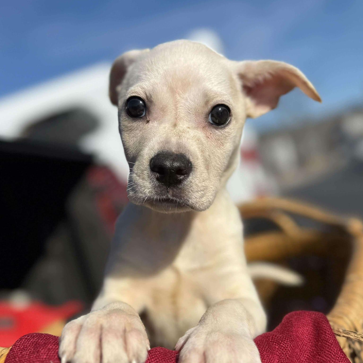 Risotto , Adoptable, Puppy Male Terrier.