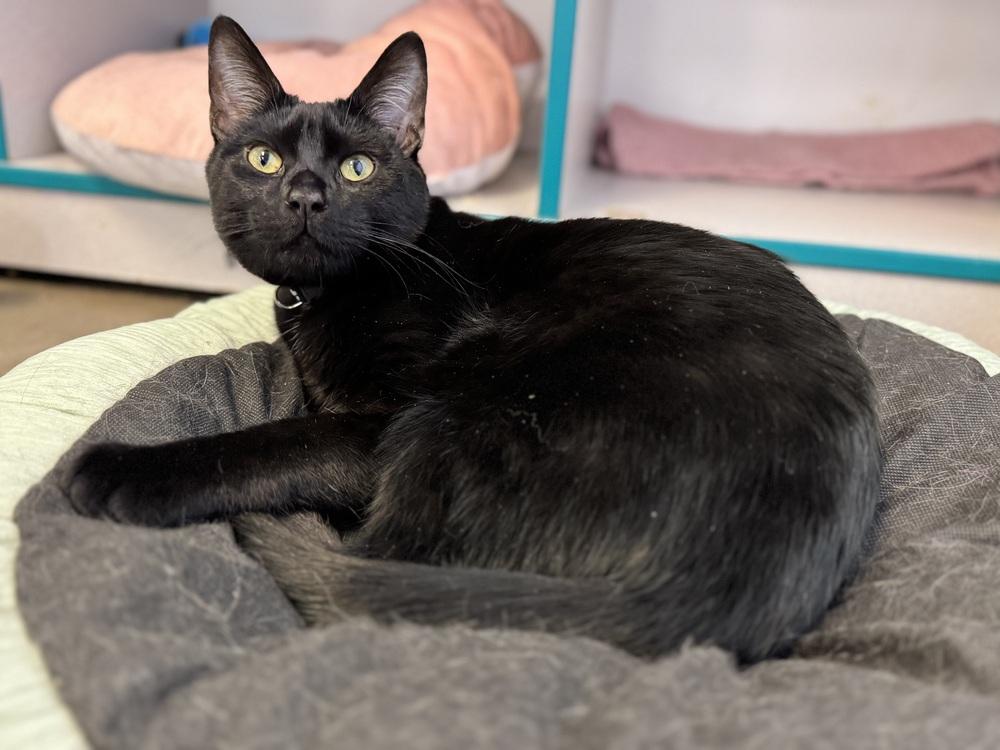 Enlarge Jack O' Lantern (kitten), a Adoptable Domestic Short Hair in Cary, NC image 1/2