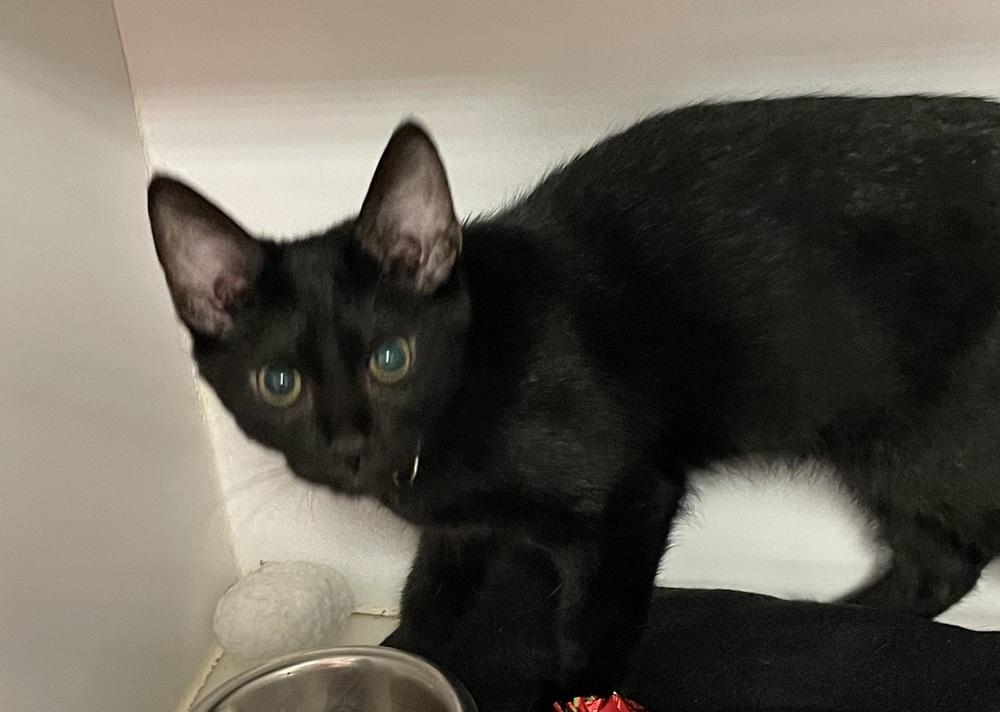 Jack O' Lantern (kitten), Adoptable, Kitten Male Domestic Short Hair.