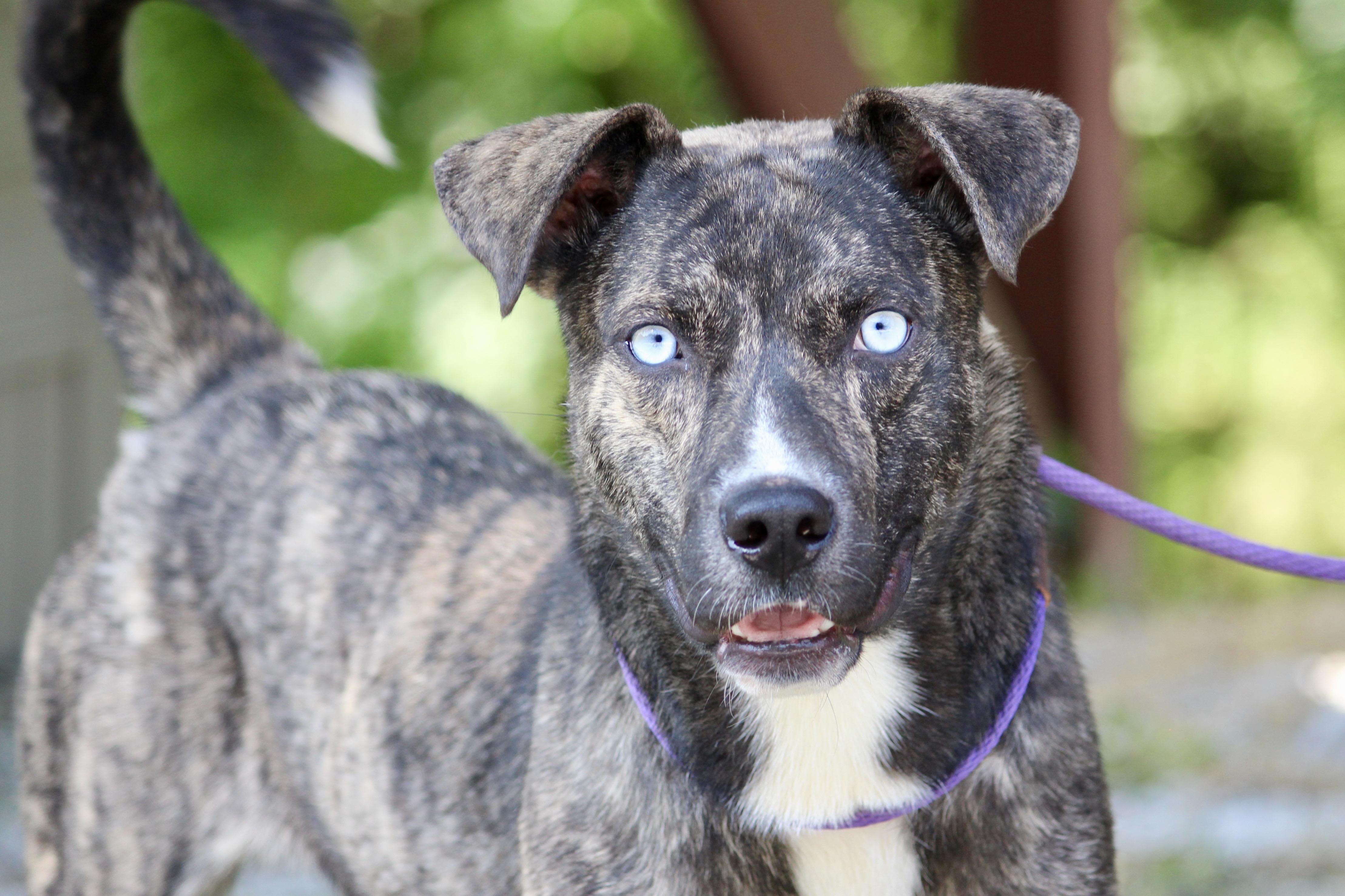 Enlarge TUCKER, a Adoptable Mixed Breed in Brazil, IN image 5/8