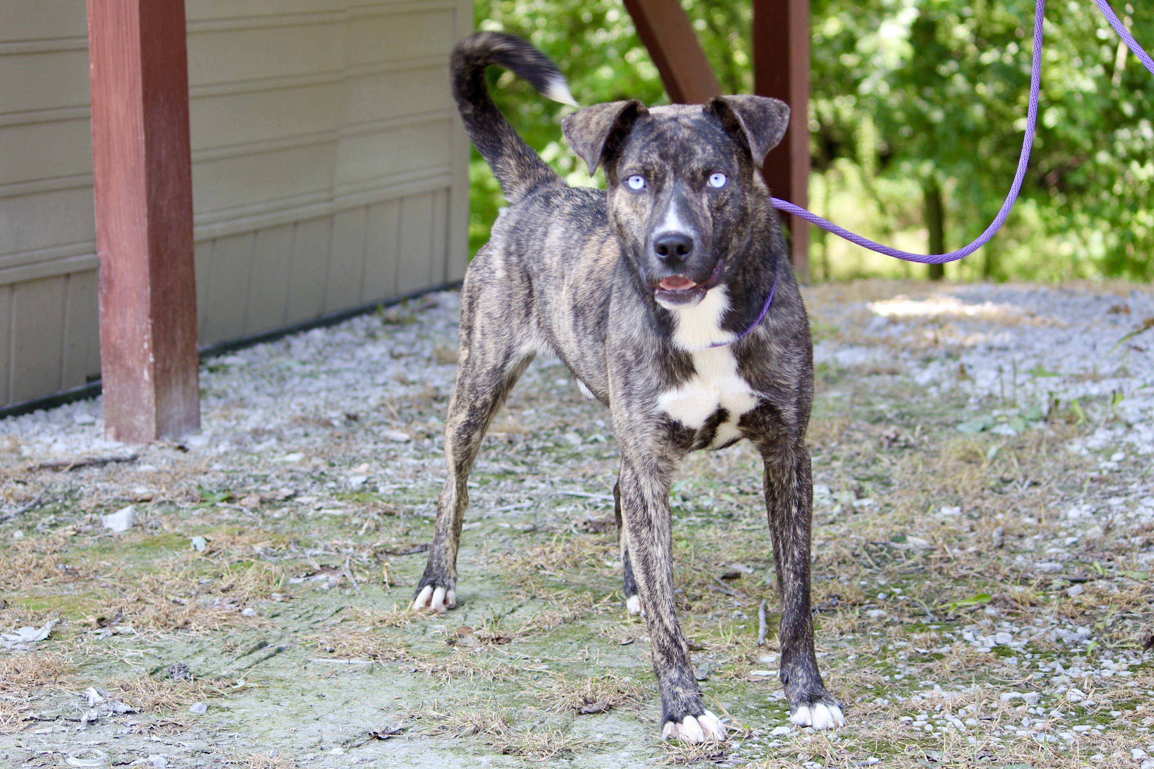 Enlarge TUCKER, a Adoptable Mixed Breed in Brazil, IN image 6/8