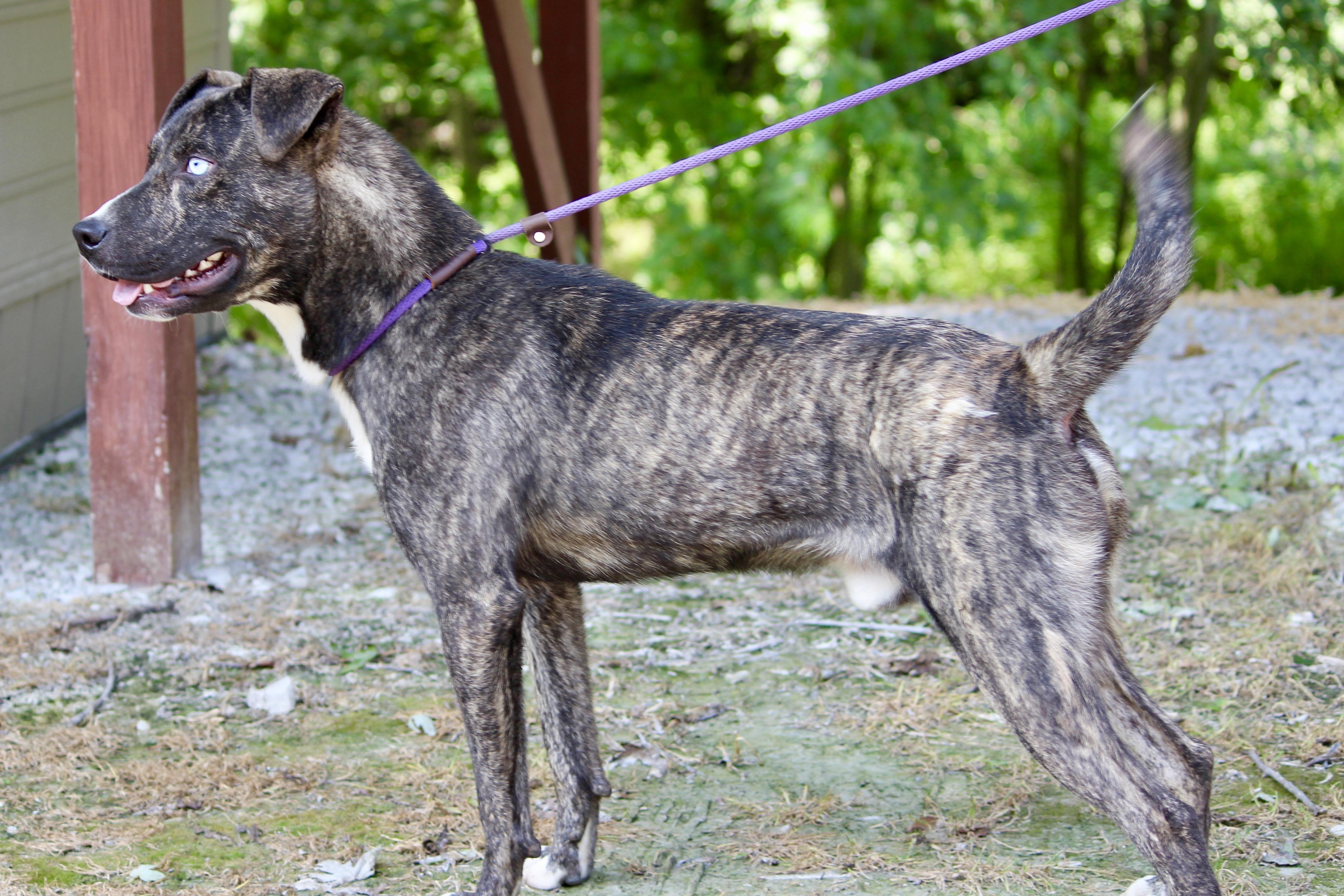 Enlarge TUCKER, a Adoptable Mixed Breed in Brazil, IN image 7/8