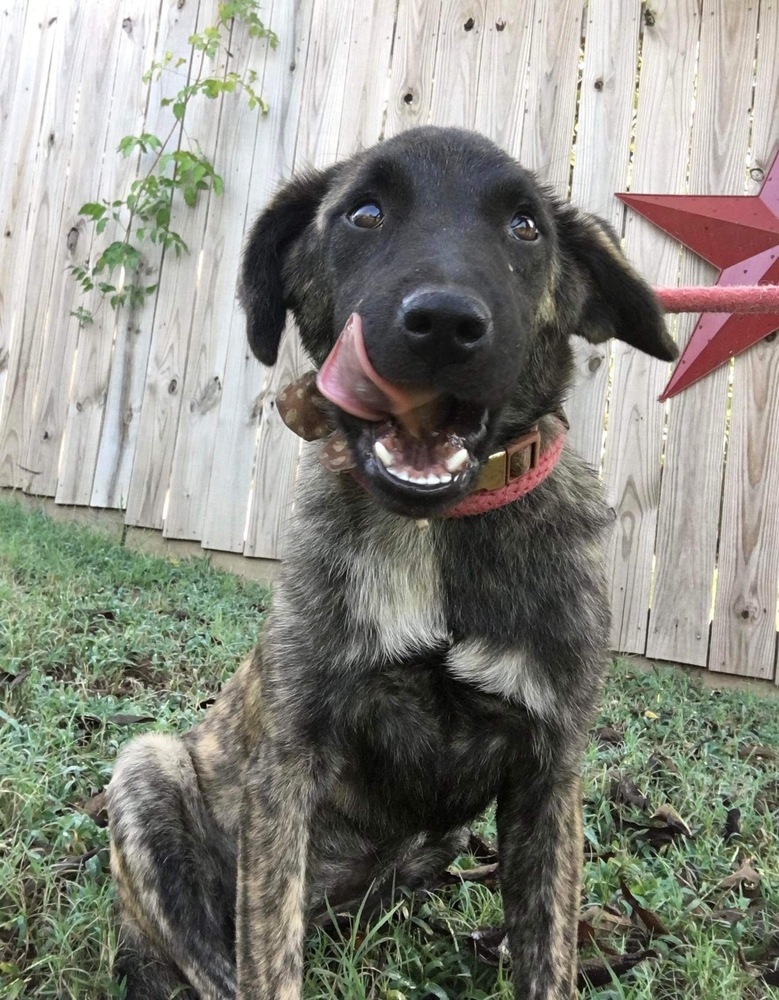 Kiva, Adopted, Young Female German Shepherd Dog & Belgian Shepherd / Malinois.