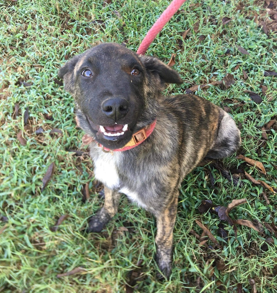 Enlarge Kiva, a Adopted mixed breed in Egg Harbor Township, NJ image 2/2