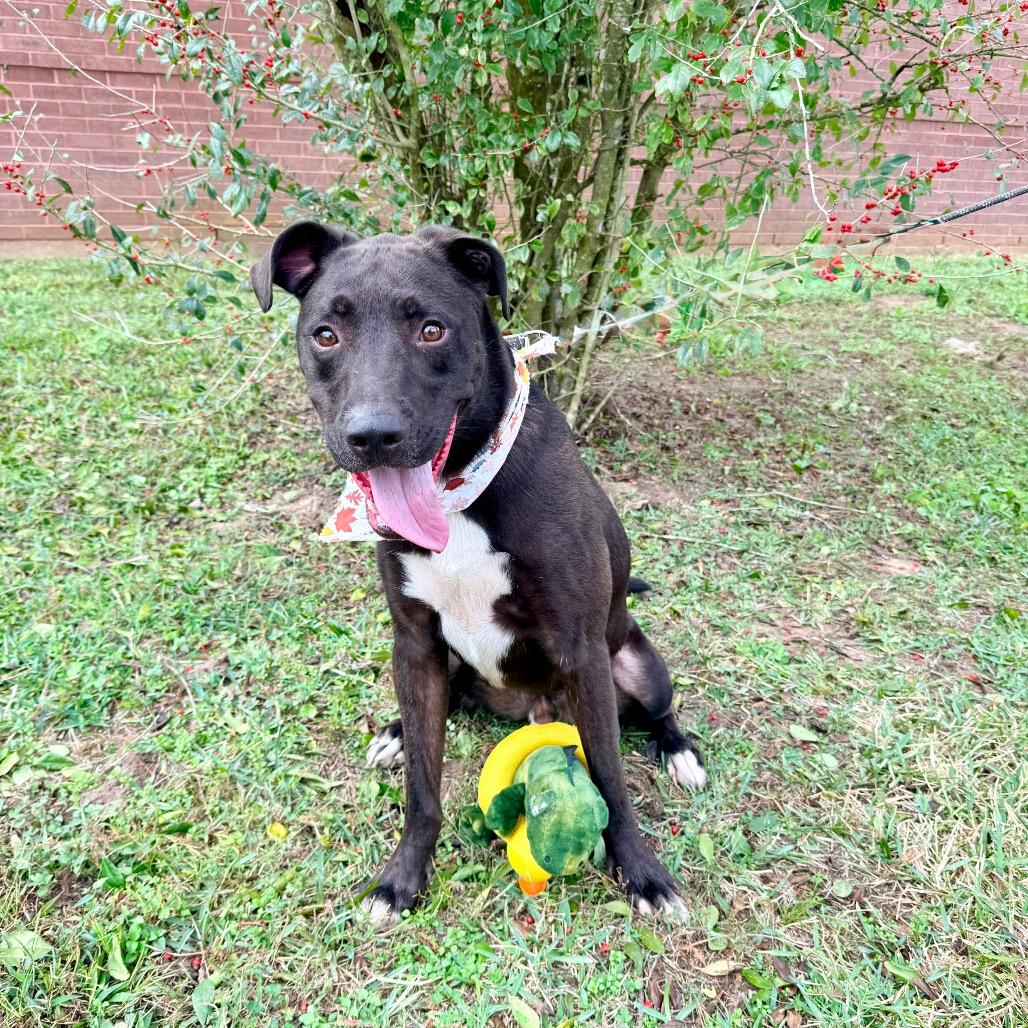 Fireball — thumbnail 4