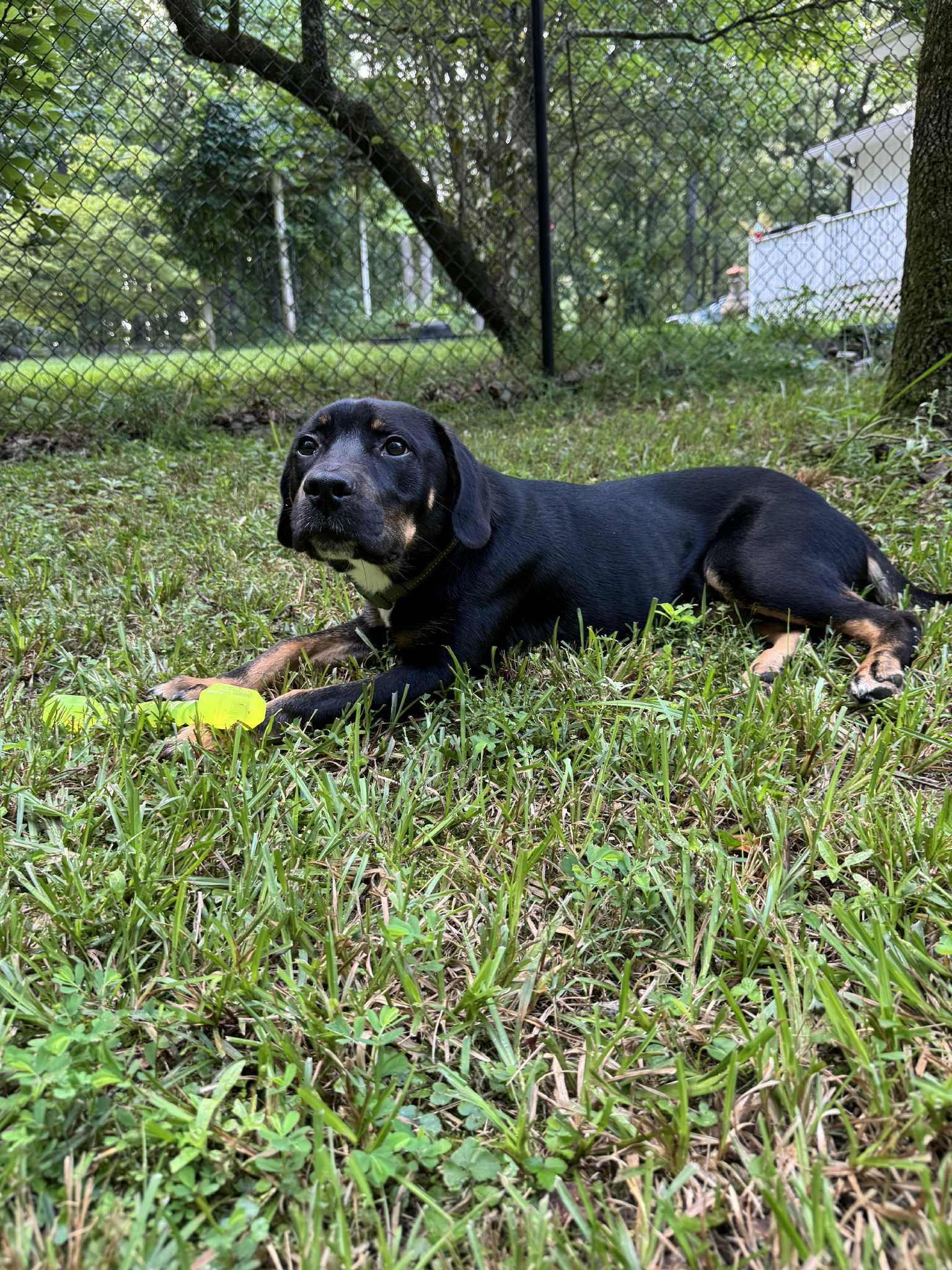 Baron, a ADOPTABLE Mixed Breed in Hillsborough, NJ image 3/4