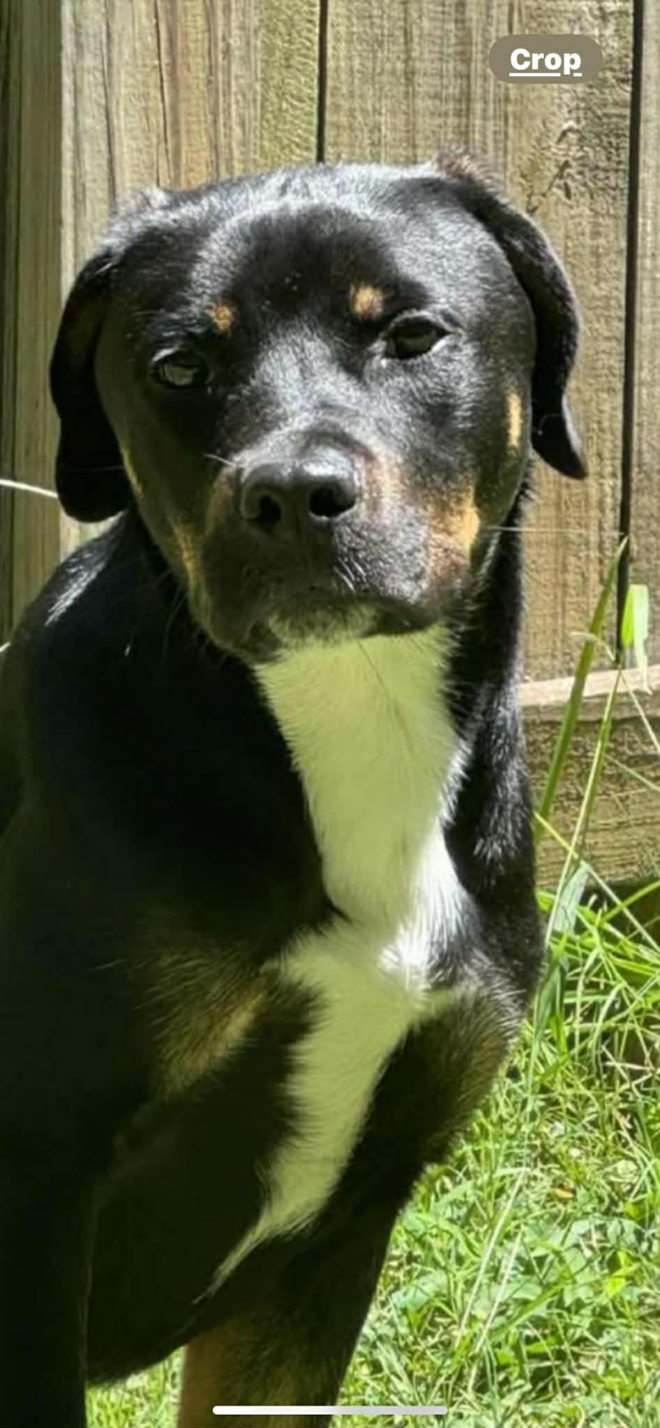 Baron, a ADOPTABLE Mixed Breed in Hillsborough, NJ image 1/4