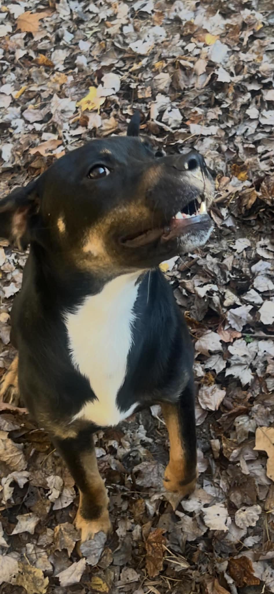 Baron, a ADOPTABLE Mixed Breed in Hillsborough, NJ image 2/4