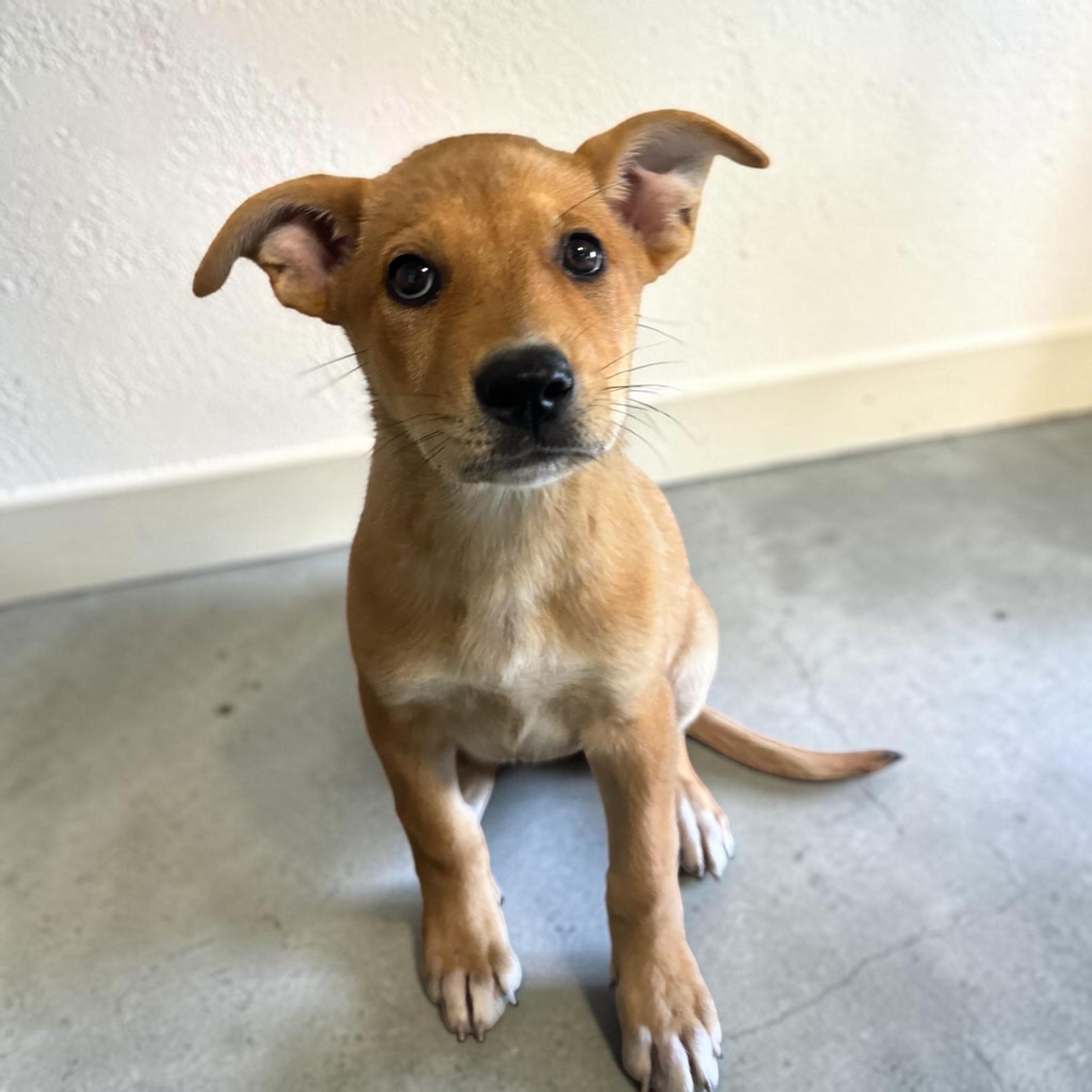 Piper, an adopted mixed breed in Edmonds, WA image 2/5
