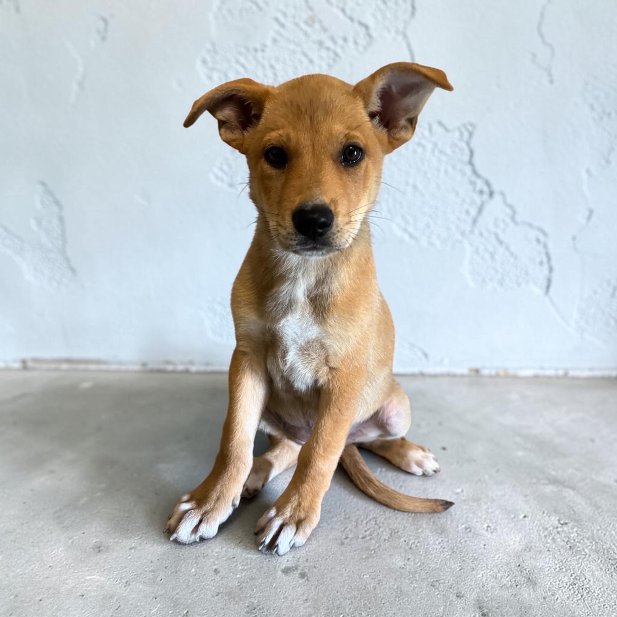 Piper, an adopted mixed breed in Edmonds, WA image 4/5