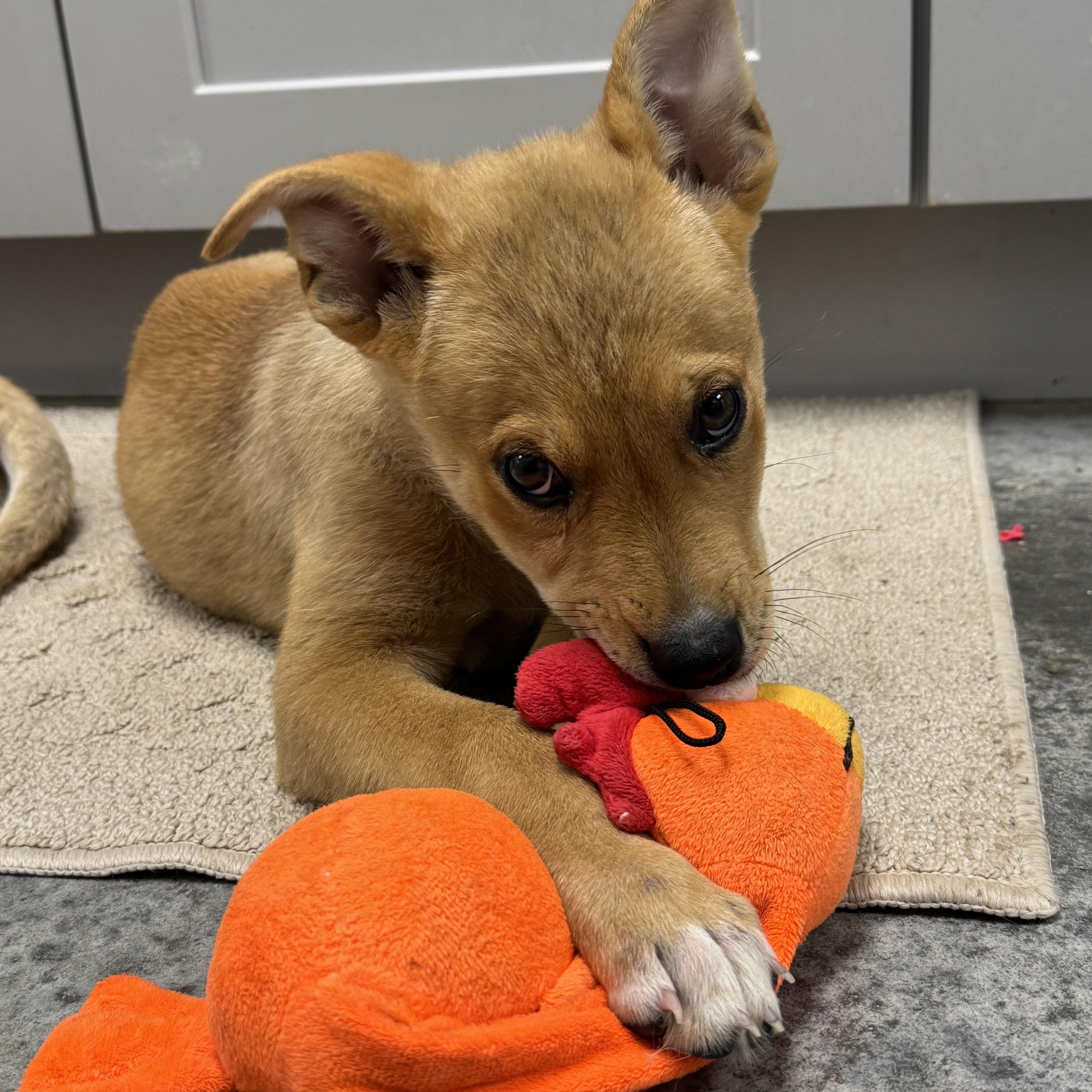 Piper, an adopted mixed breed in Edmonds, WA image 5/5