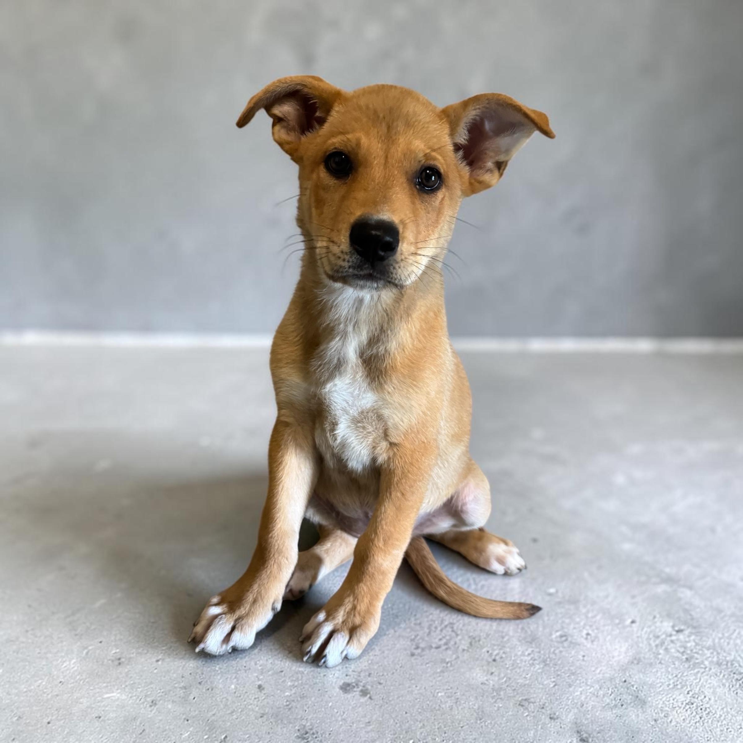 Piper, an adopted mixed breed in Edmonds, WA image 3/5