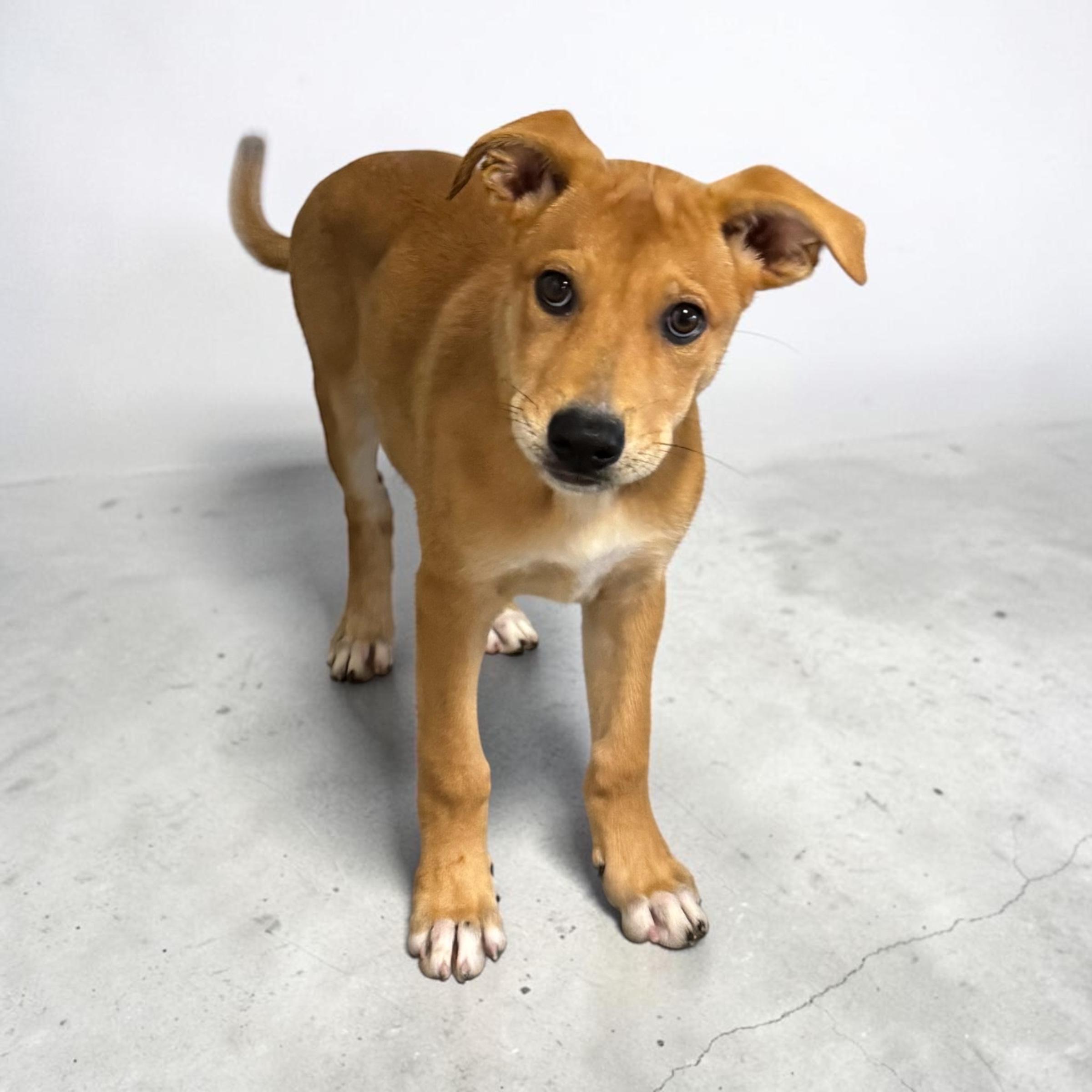 Piper, adopted, Puppy Female Shepherd & Black Mouth Cur.