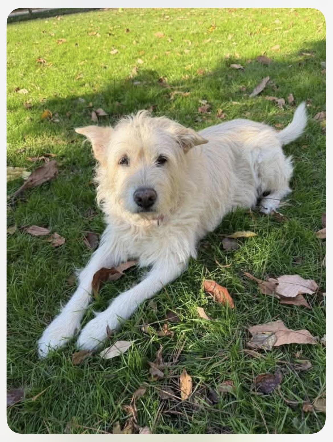 Daisy, Adoptable, Senior Female Terrier.