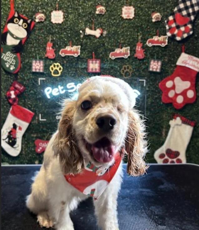 Enlarge Trapper, a Adoptable Cocker Spaniel in Austin, TX image 2/5
