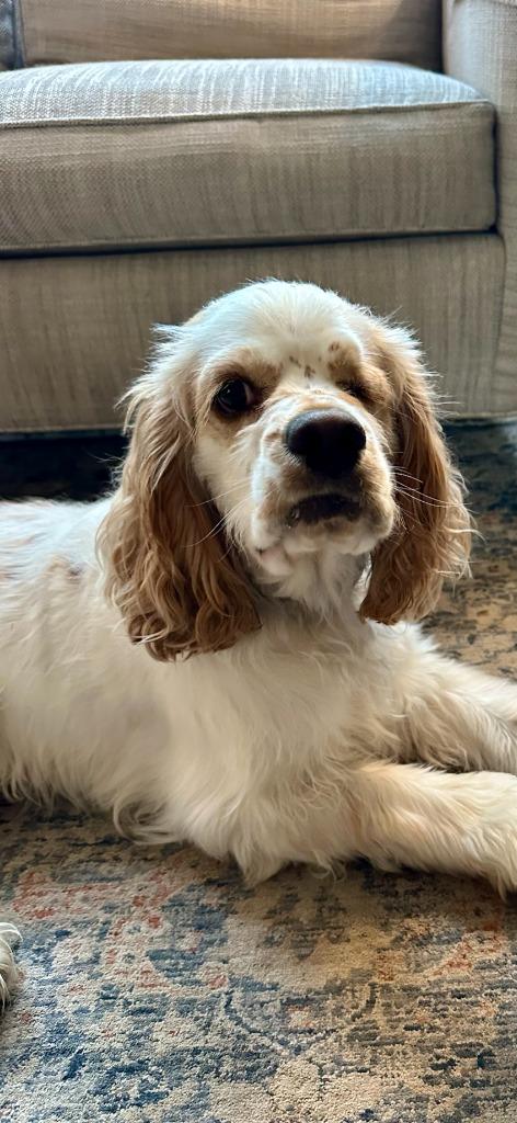 Enlarge Trapper, a Adoptable Cocker Spaniel in Austin, TX image 3/5