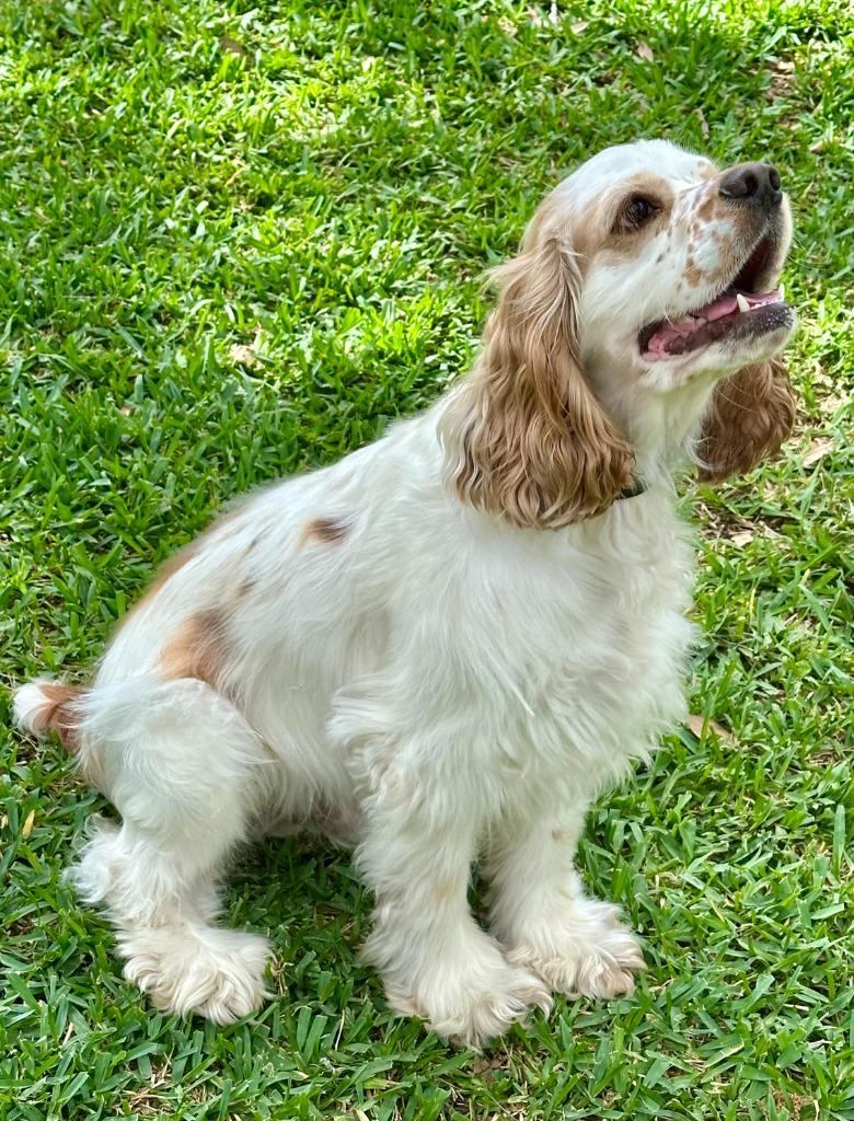 Enlarge Trapper, a Adoptable Cocker Spaniel in Austin, TX image 4/5