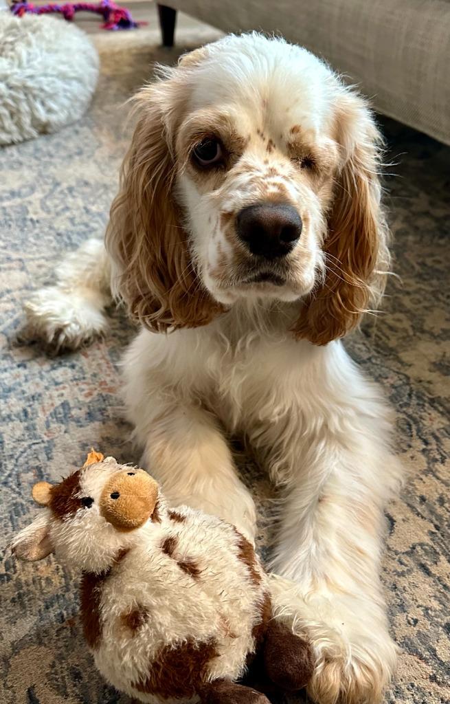 Enlarge Trapper, a Adoptable Cocker Spaniel in Austin, TX image 5/5