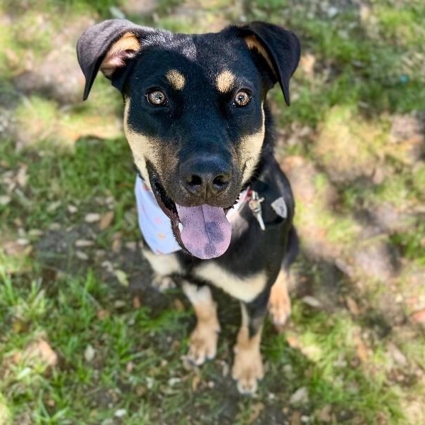 Dobbie Boy the Ultimate Pawsome Buddy