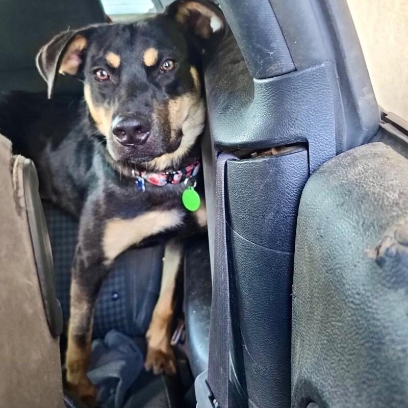 Dobbie Boy the Ultimate Pawsome Buddy — thumbnail 3